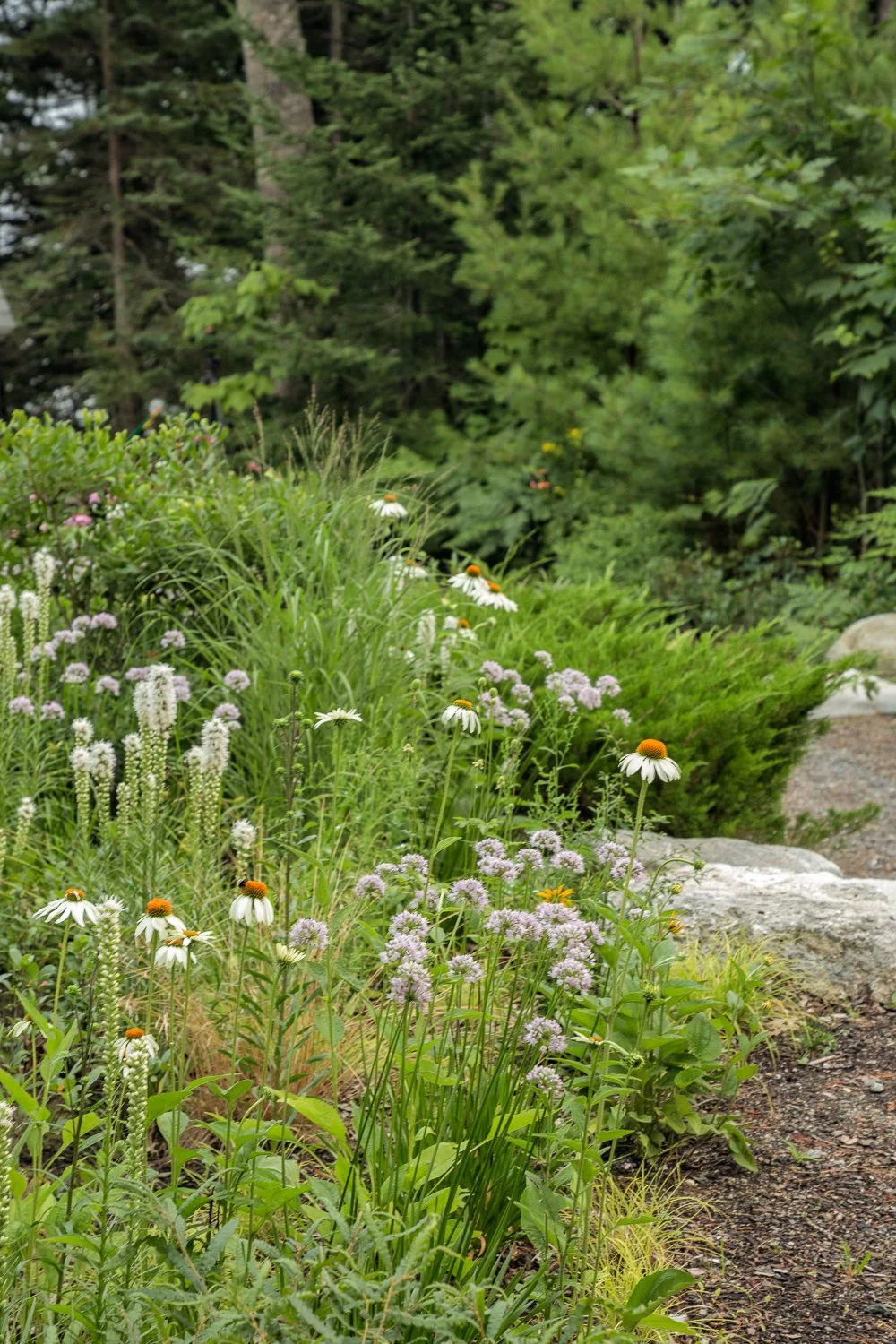A lush garden pathway lined with various wildflowers including daisies, coneflowers, and other purple, white, and pink blooms, with green shrubs and trees in the background.
