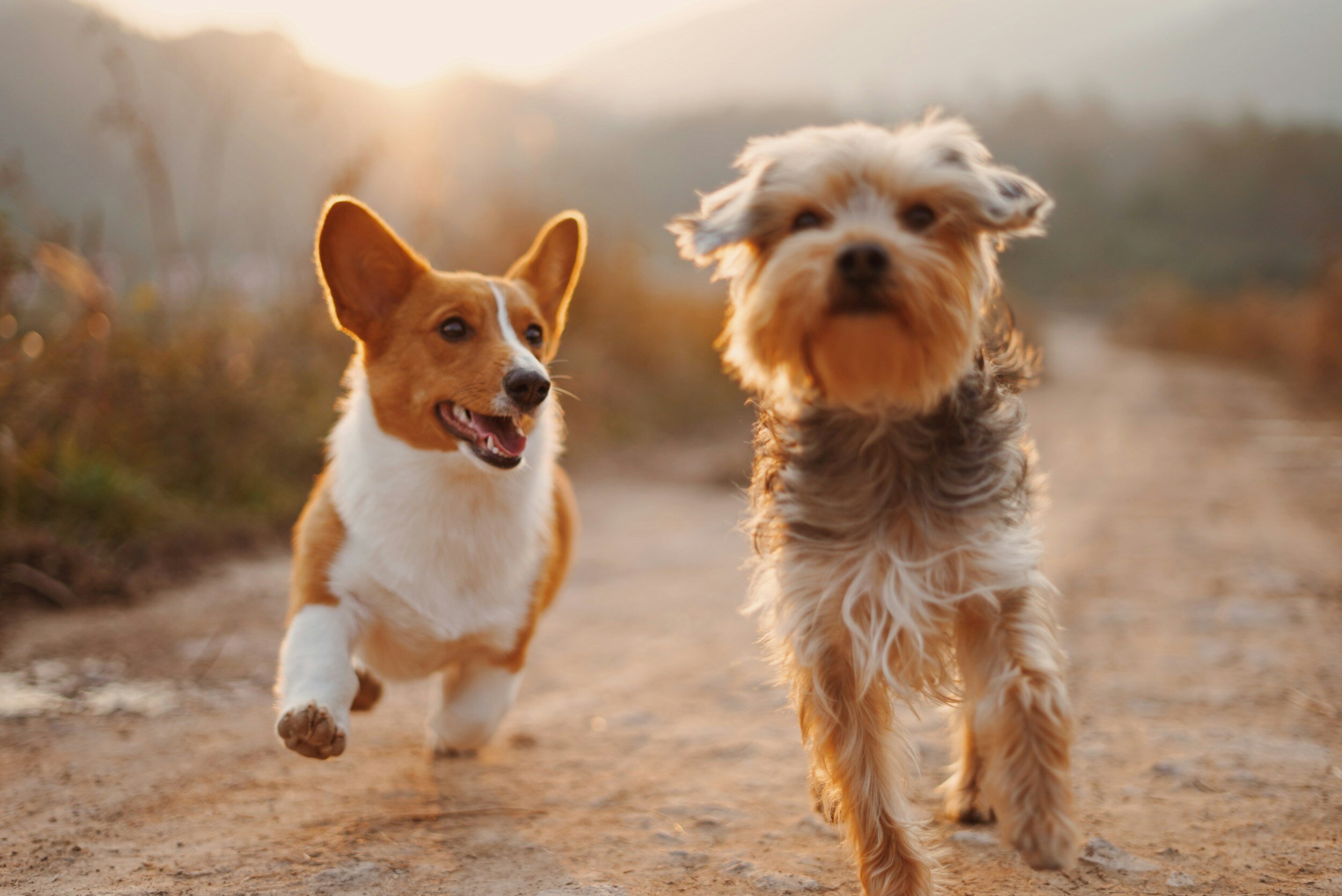 SAFE Dog Adoption Day