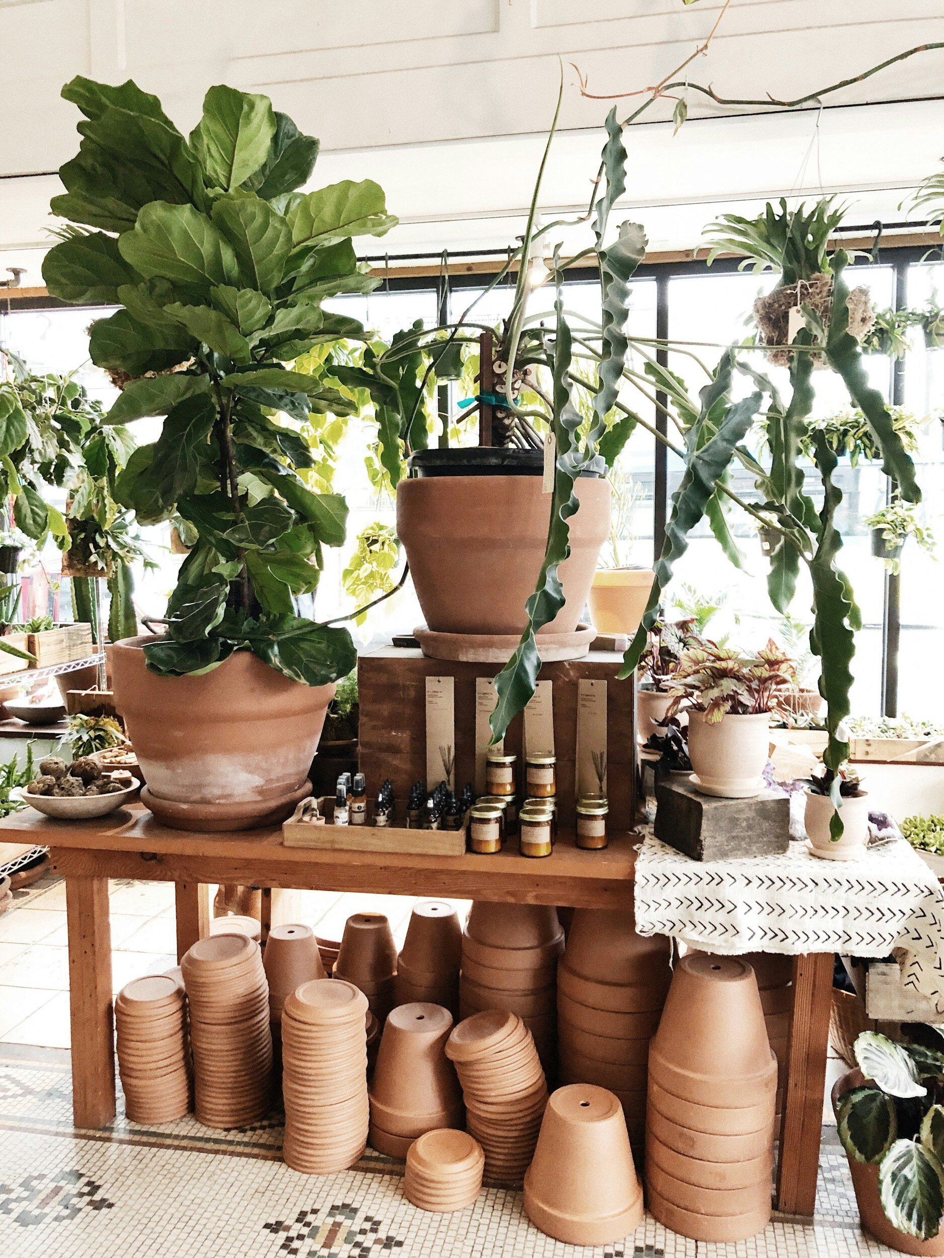 Plant Swap and Planter Painting