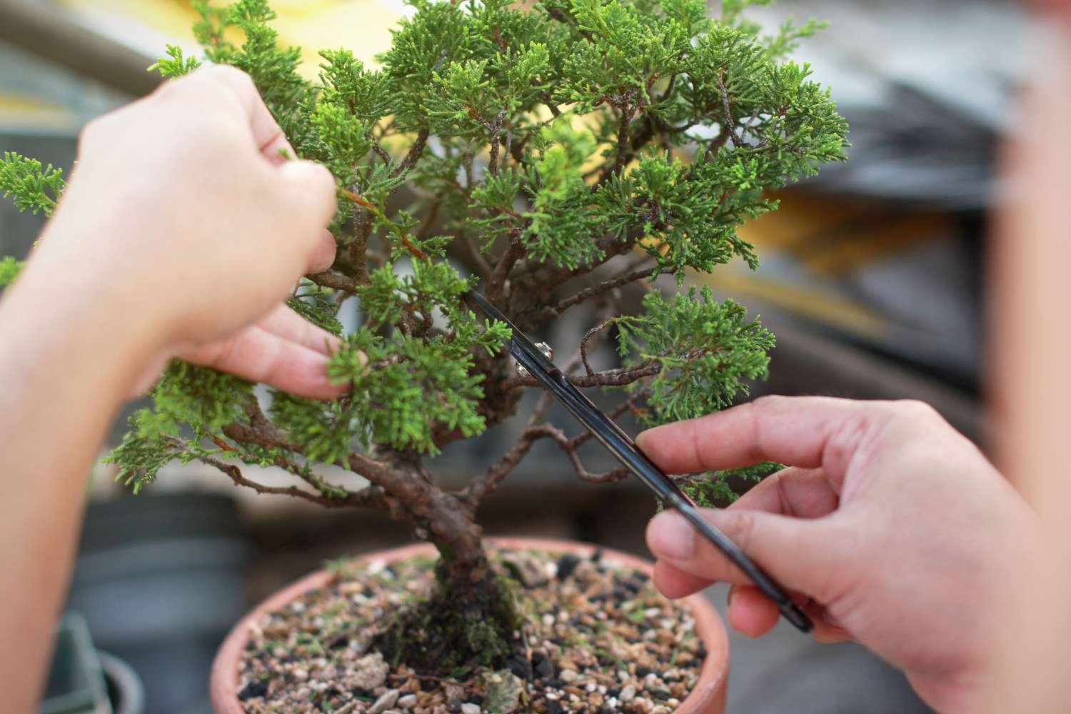 Bonsai Build!