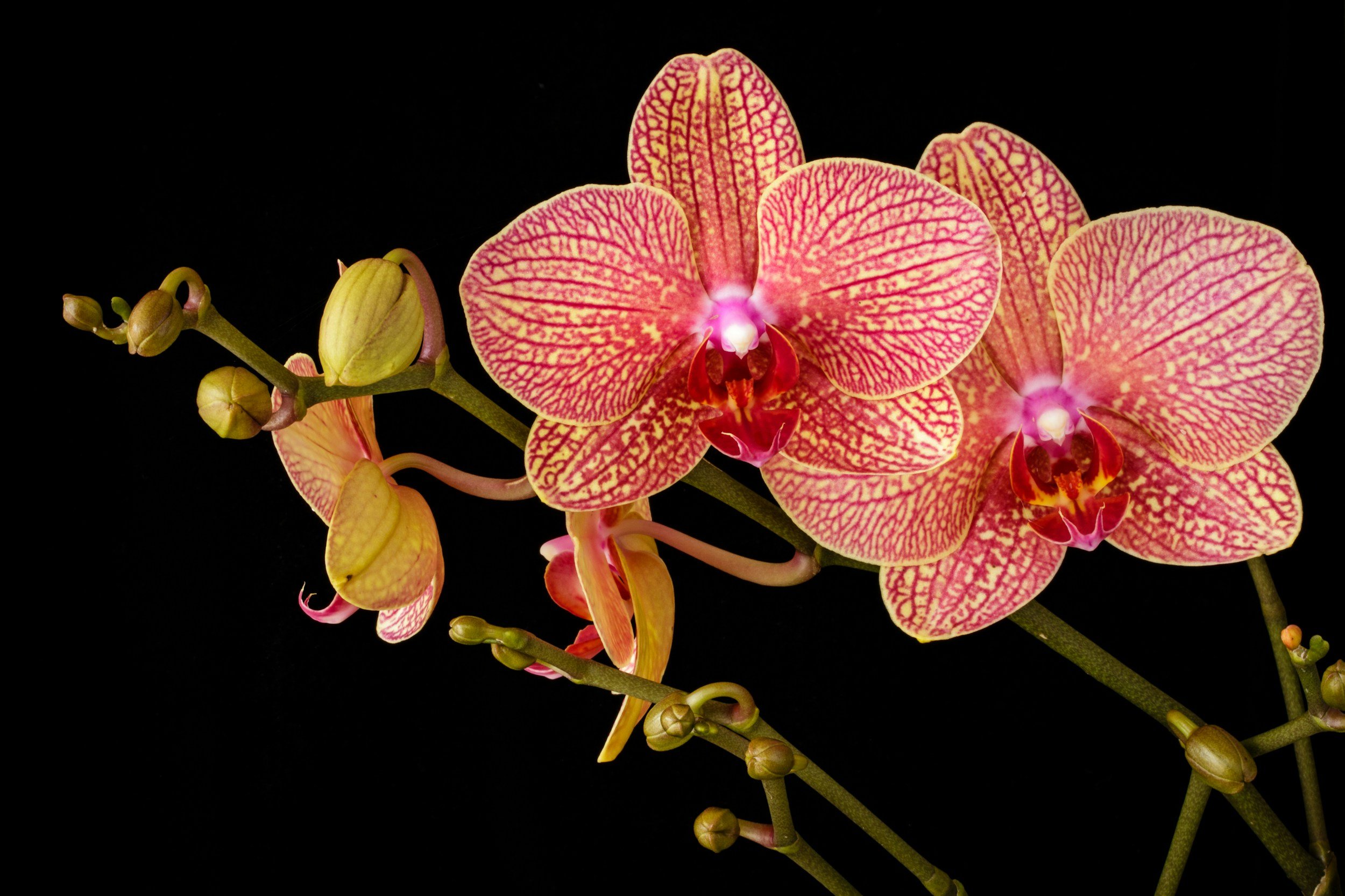 Orchid on Driftwood
