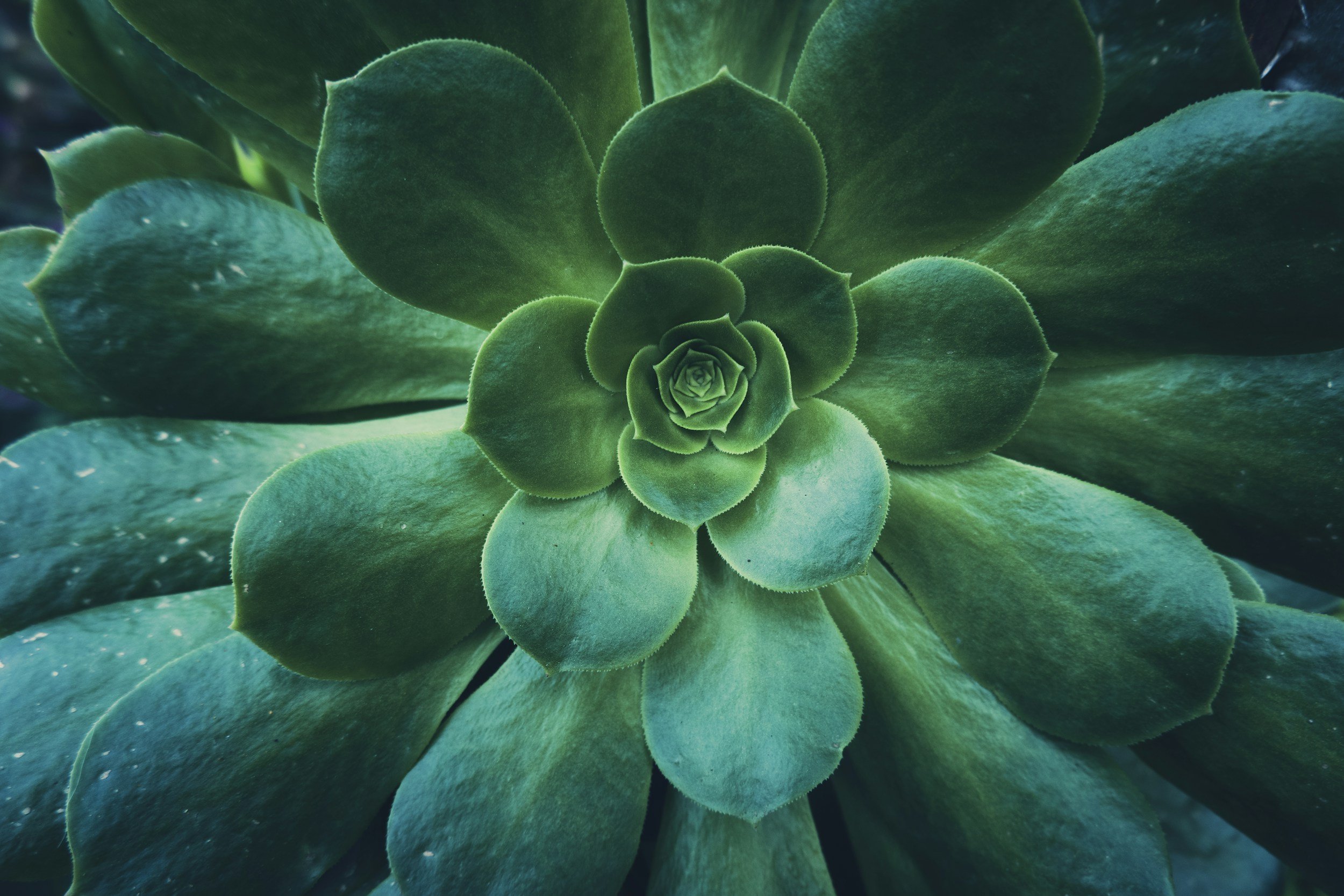 Framed Succulent