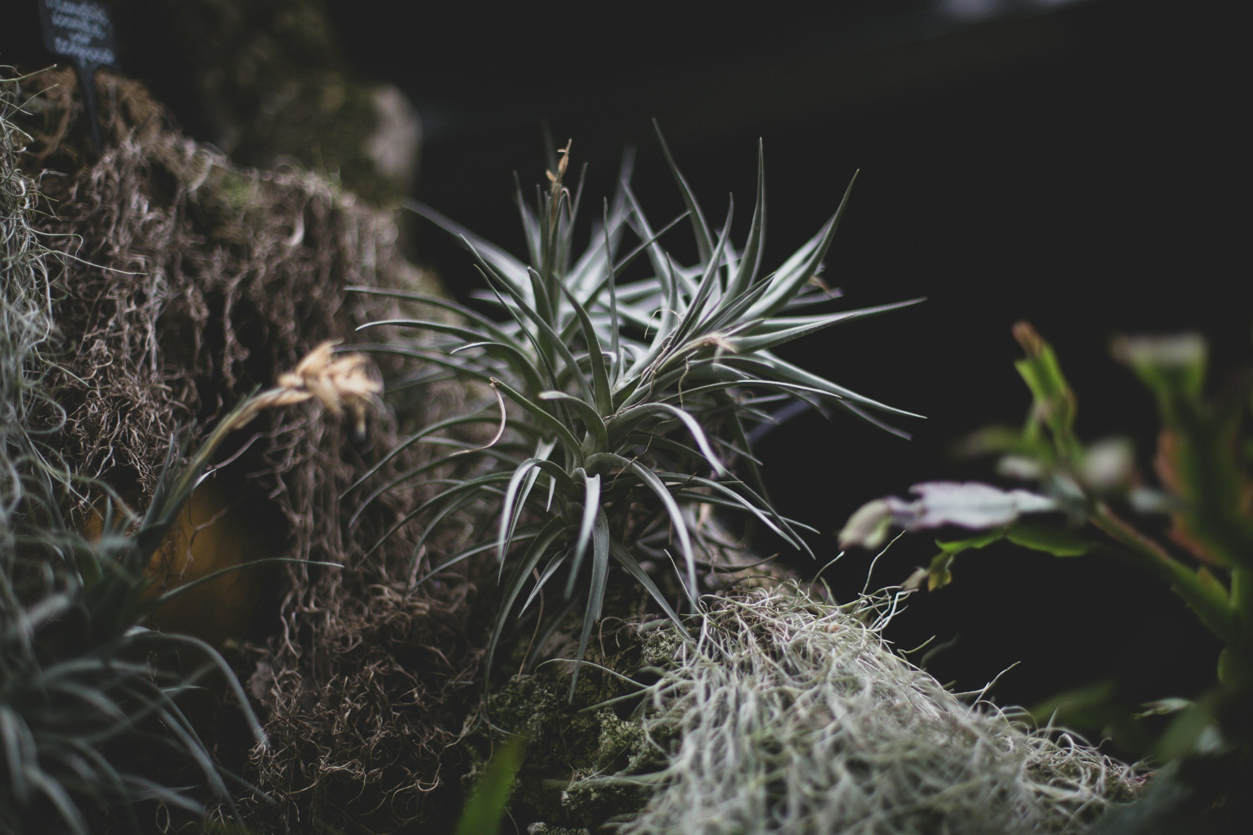 Airplant Terrarium