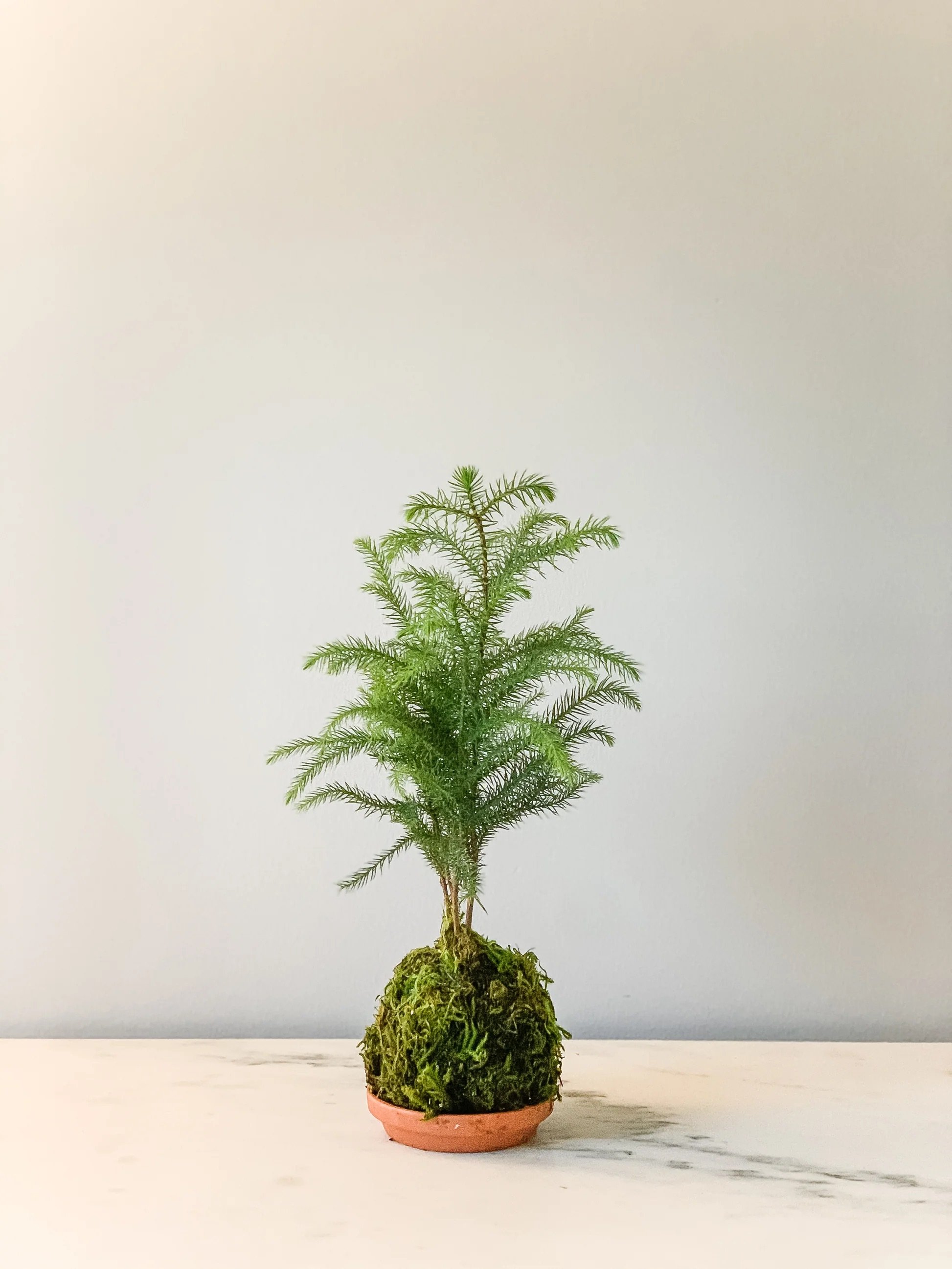 Norfolk Pine Kokedama