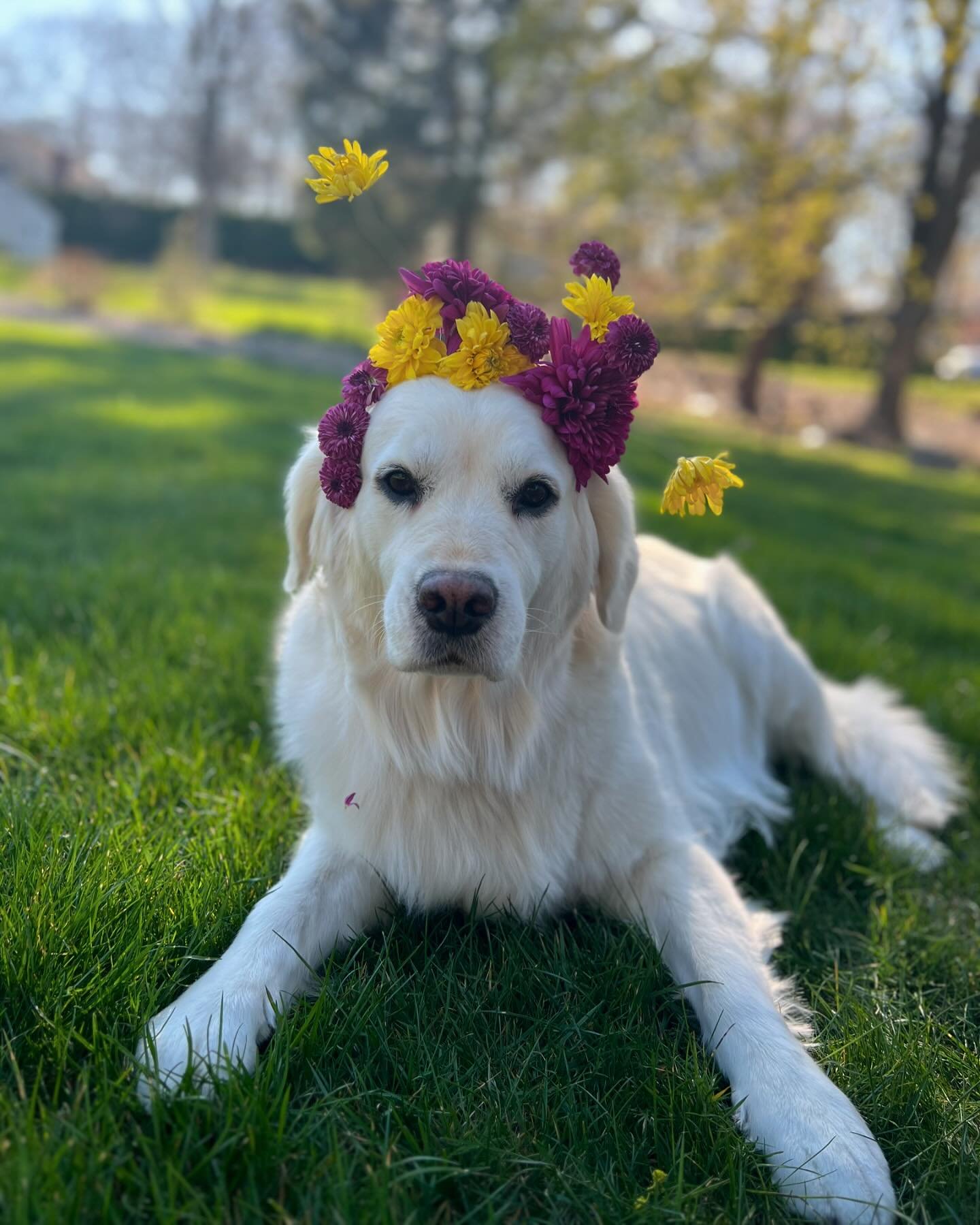 The perfect model✨ #flowercrown #englishgolden #englishgolderetriever #lovemypup