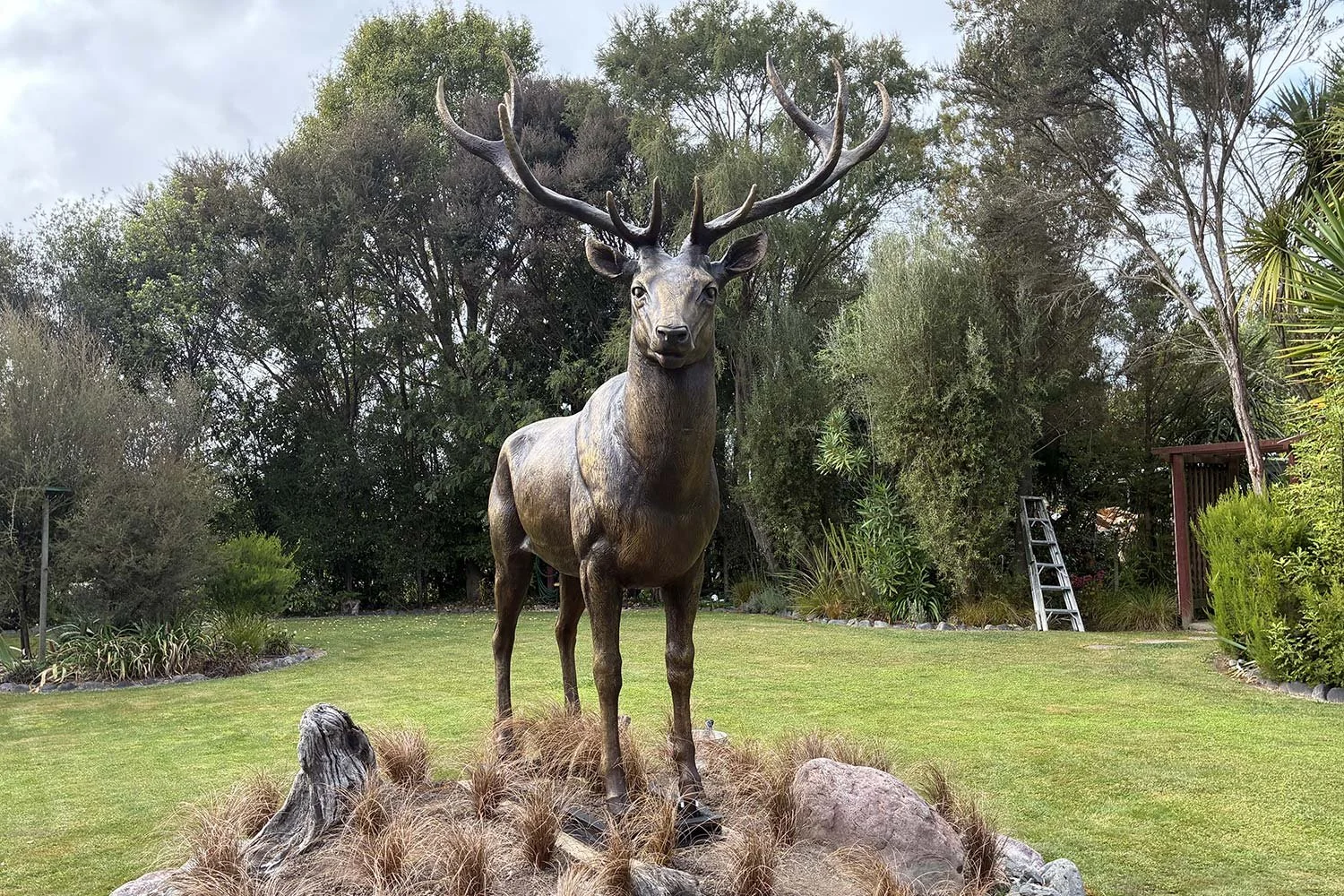 Stag4.jpg