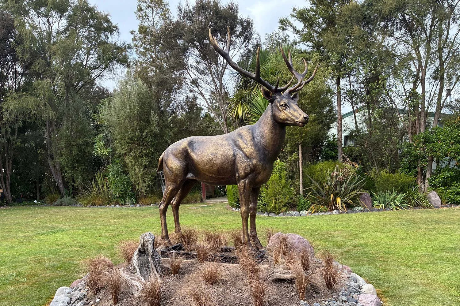 Stag1.jpg