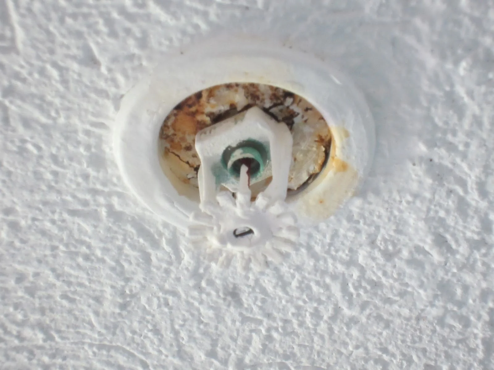 Painted & Corroded Fire Sprinkler.jpg