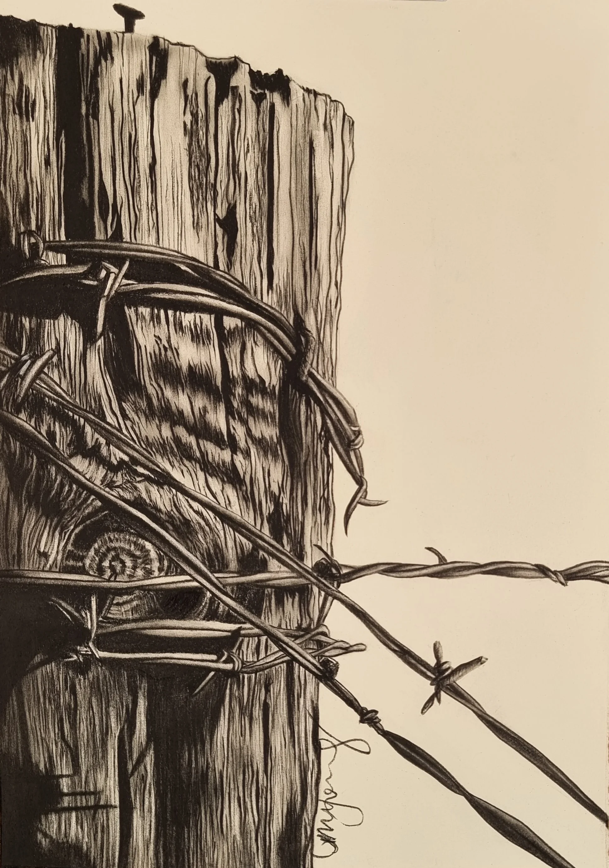Black and white drawing of barbed wire wrapped around a weathered wooden fence post with a knot and some grass, rendering a rustic scene.