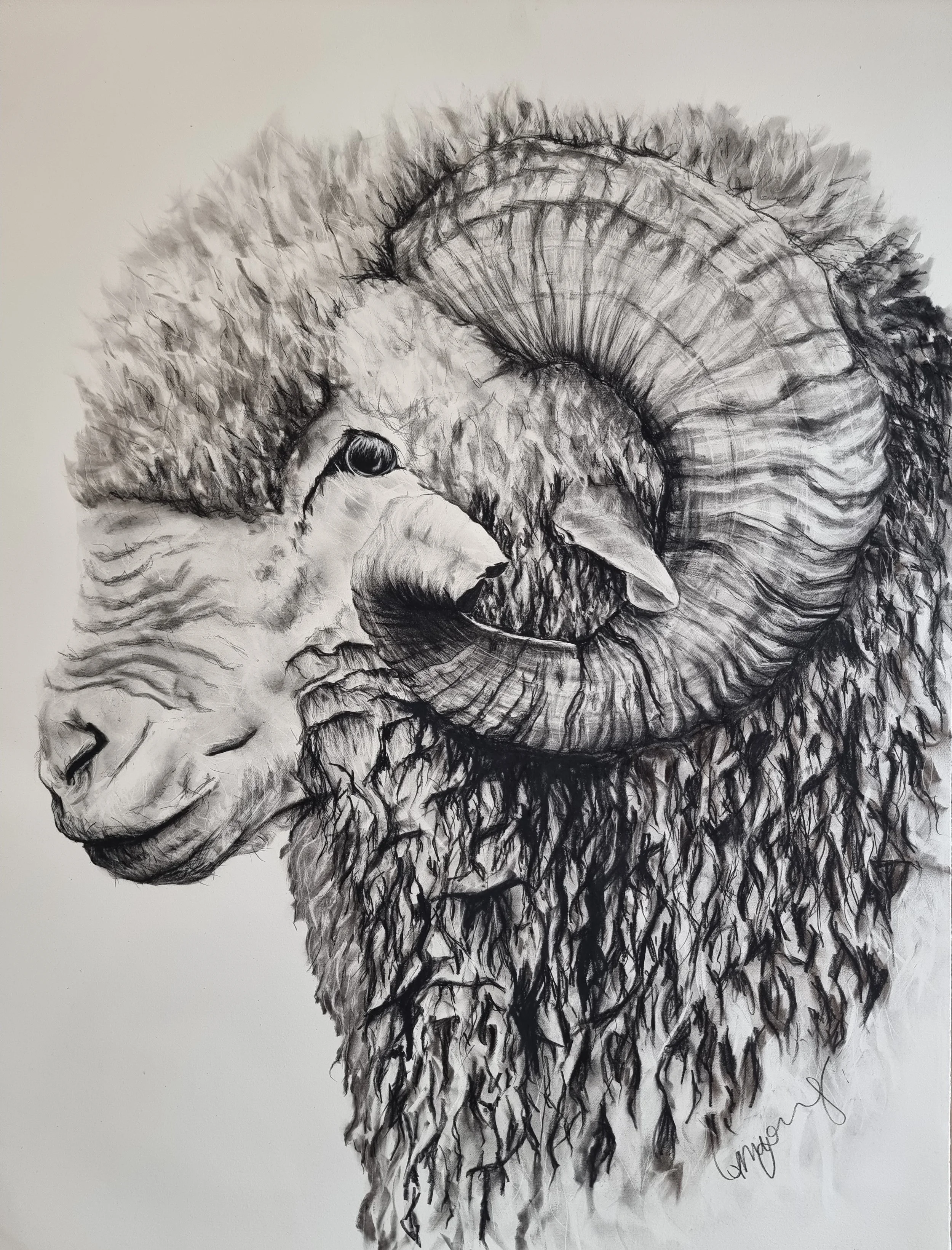 A detailed black and white pencil drawing of a ram's head in profile, showcasing its large curled horn, textured wool, and facial features.