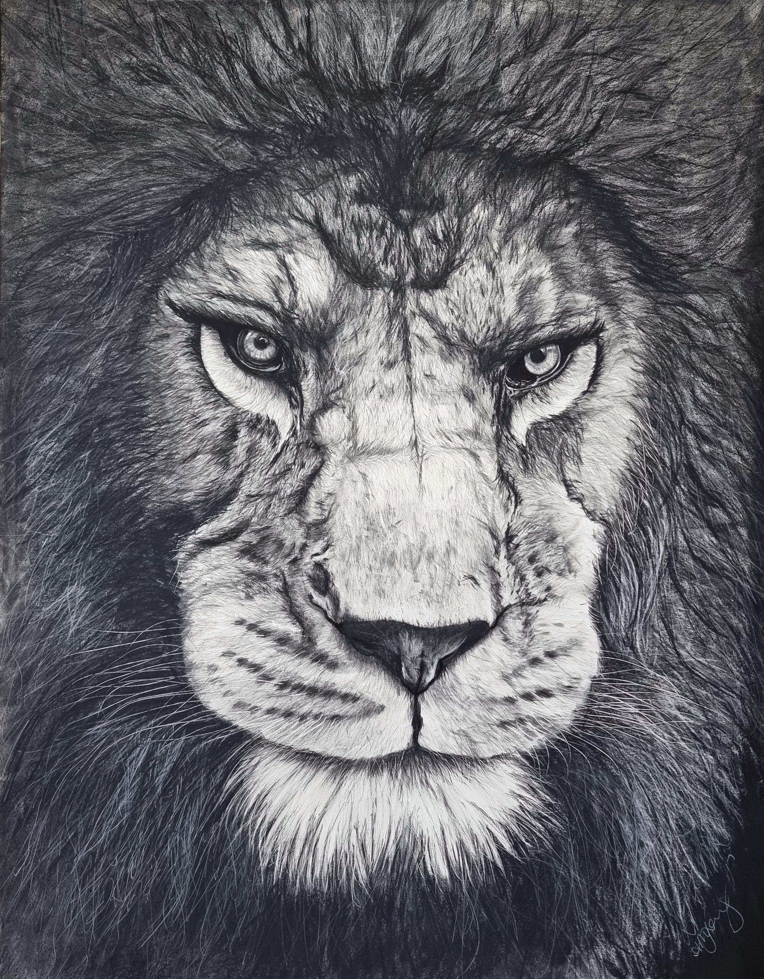 A highly detailed black and white drawing of a lion's face, showing intense eyes and a thick mane.