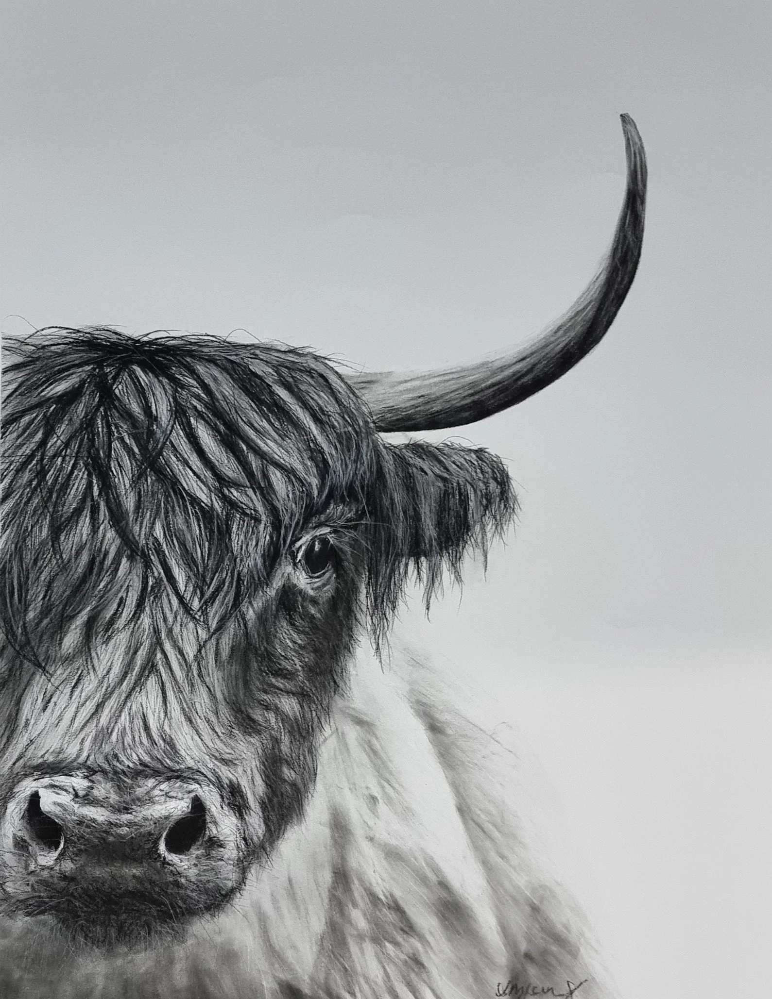 A black and white drawing of a yak with long hair, large nose, and a single curved horn, facing forward.