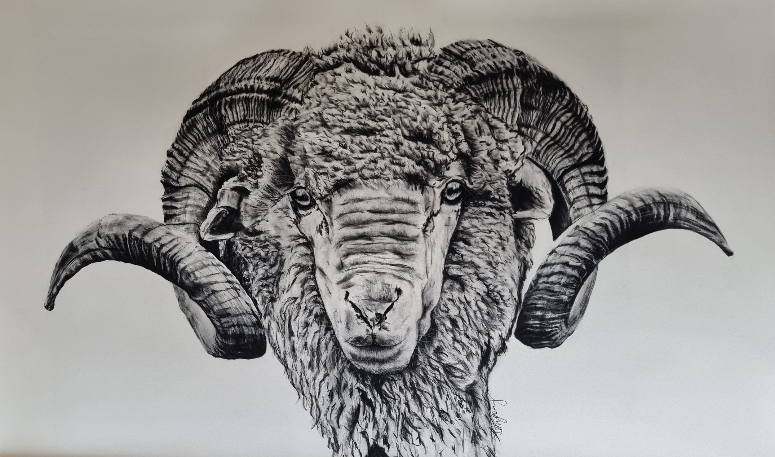 Black and white drawing of a ram with large curved horns, detailed fur, and intense eyes.