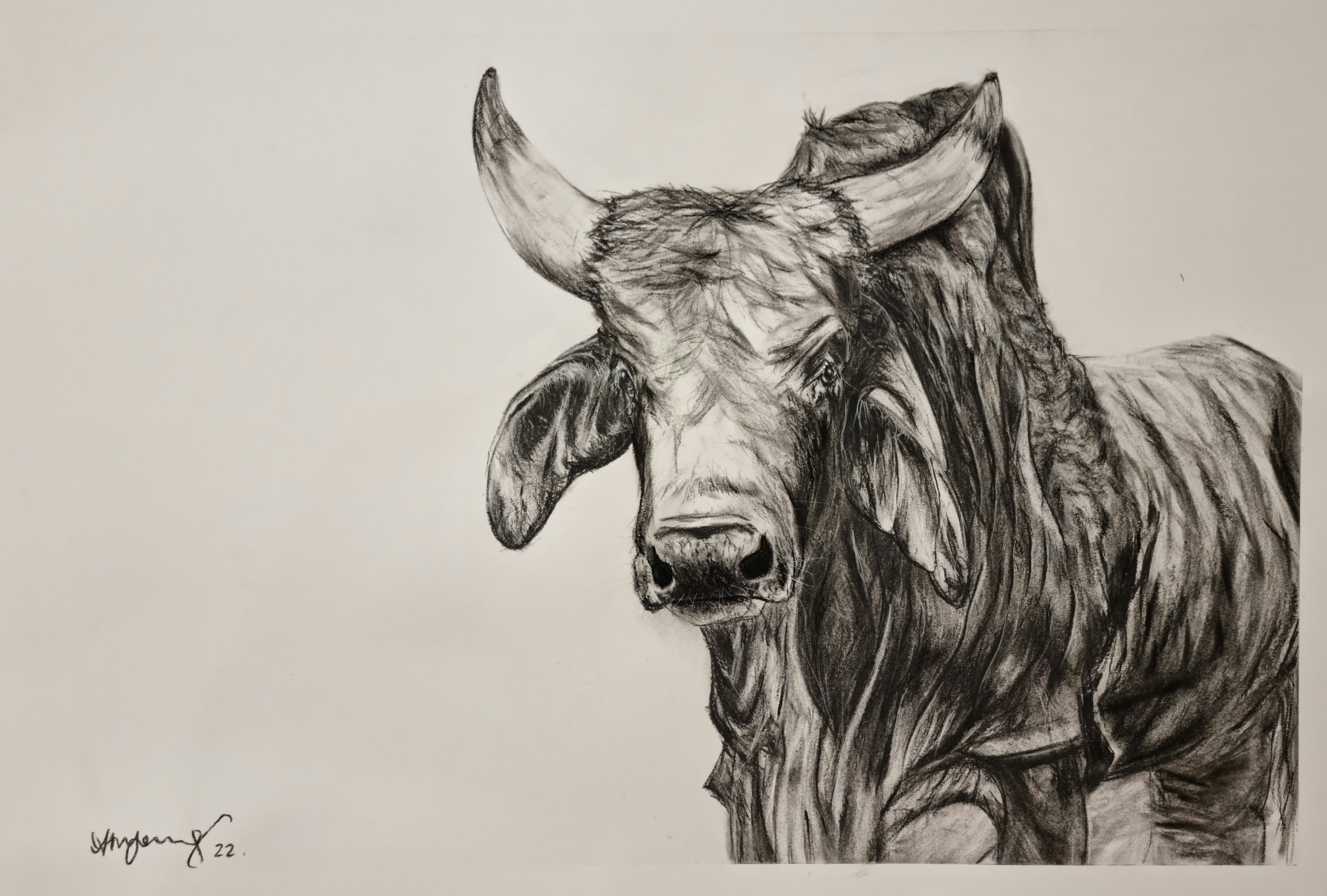 A detailed black and white sketch of a bison facing forward, showing its large horns, thick fur, and expressive eyes.