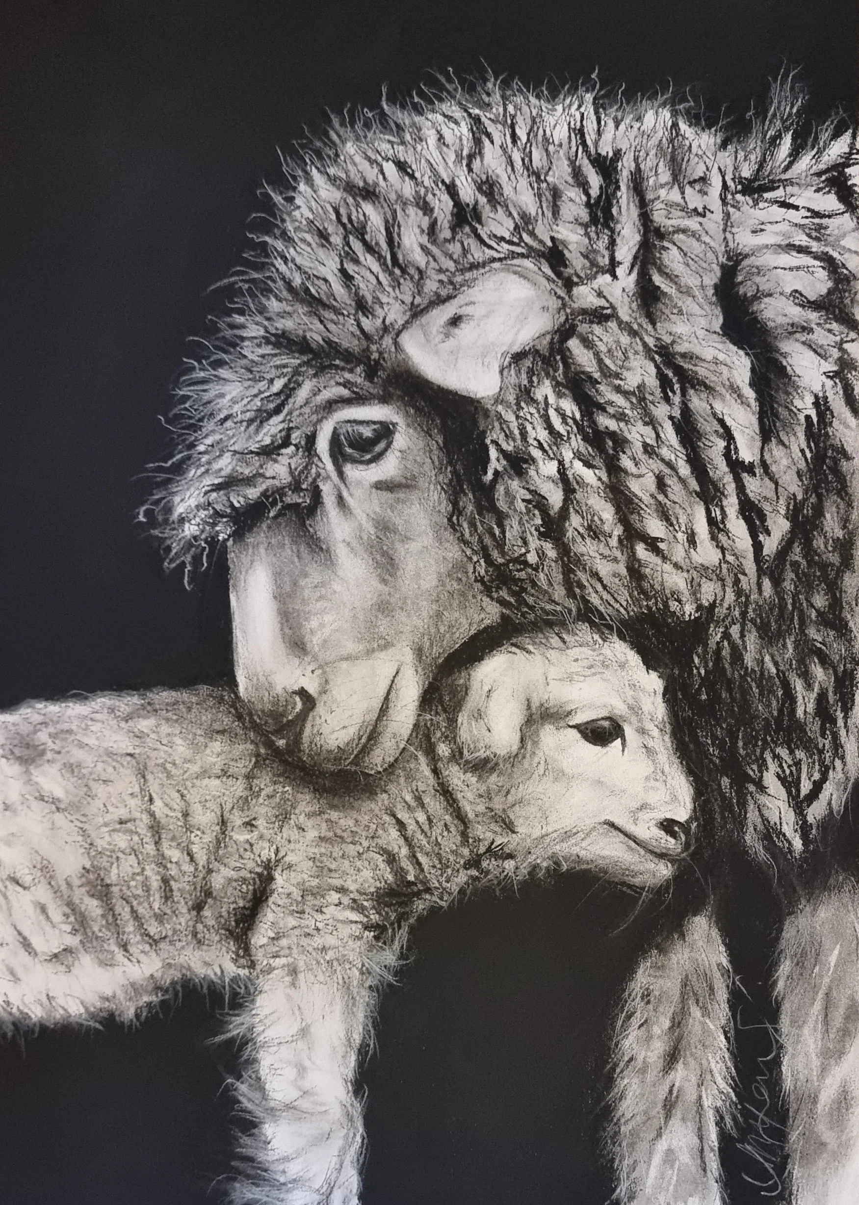 Black and white drawing of a lion and a lion cub, with the lion resting its head on the cub, both facing right.