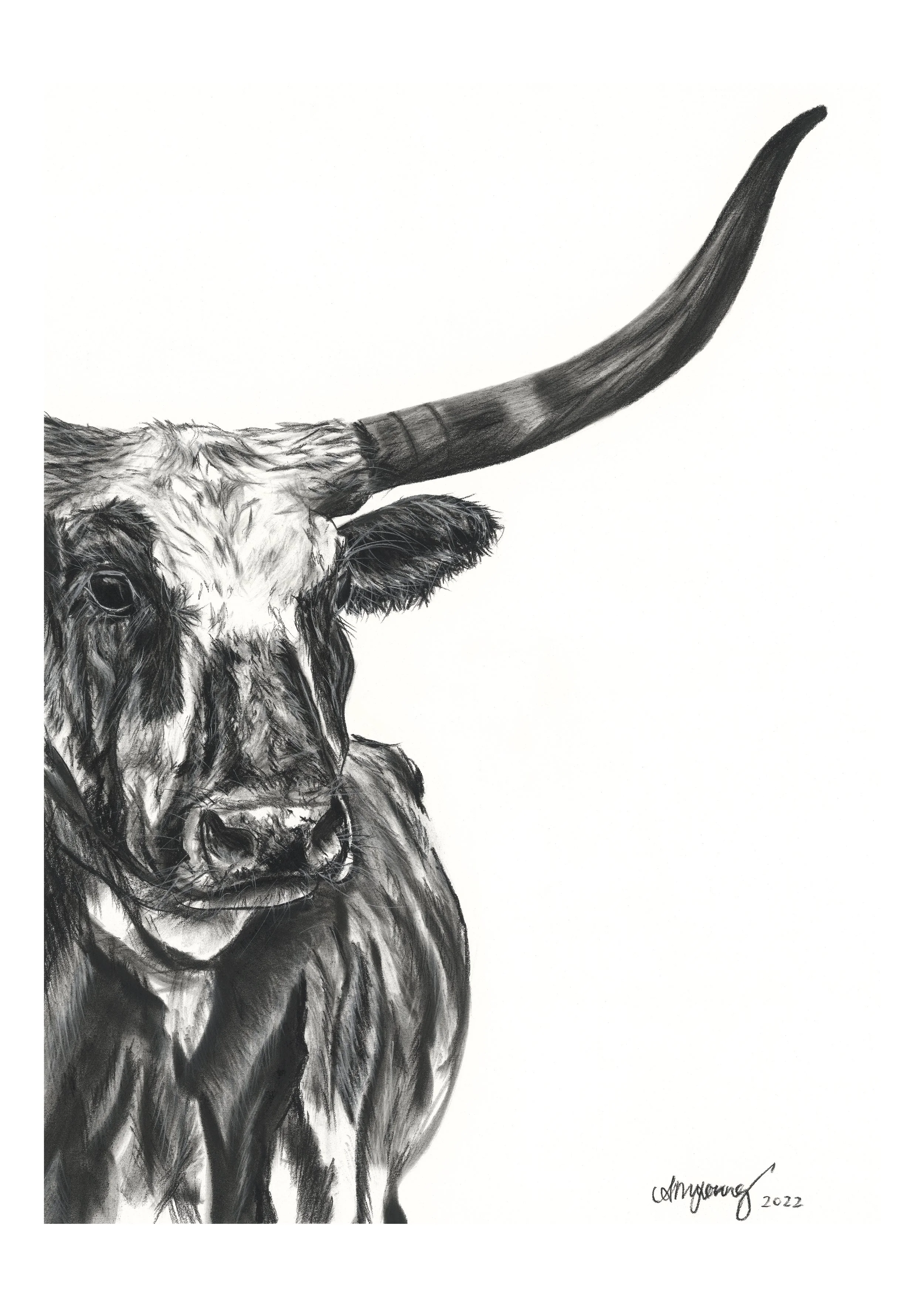 Black and white drawing of a longhorn cow, focusing on its head and one horn, with a blank background.