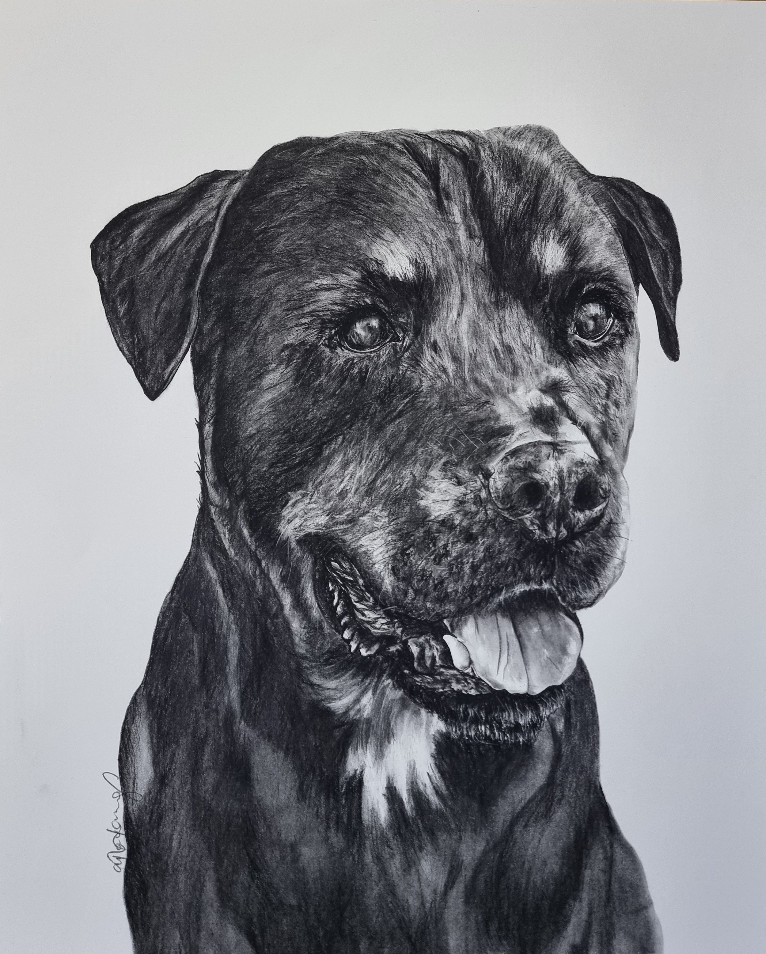 Detailed black and white pencil drawing of a happy dog, possibly a Labrador or similar breed, with its mouth open and tongue slightly out, set against a plain background.