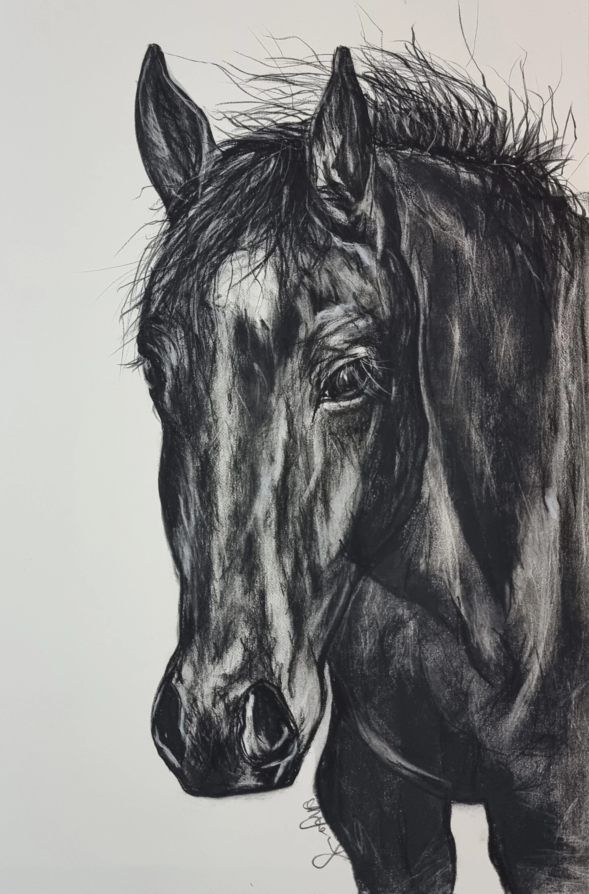 Black and white sketch of a horse's head and upper body.