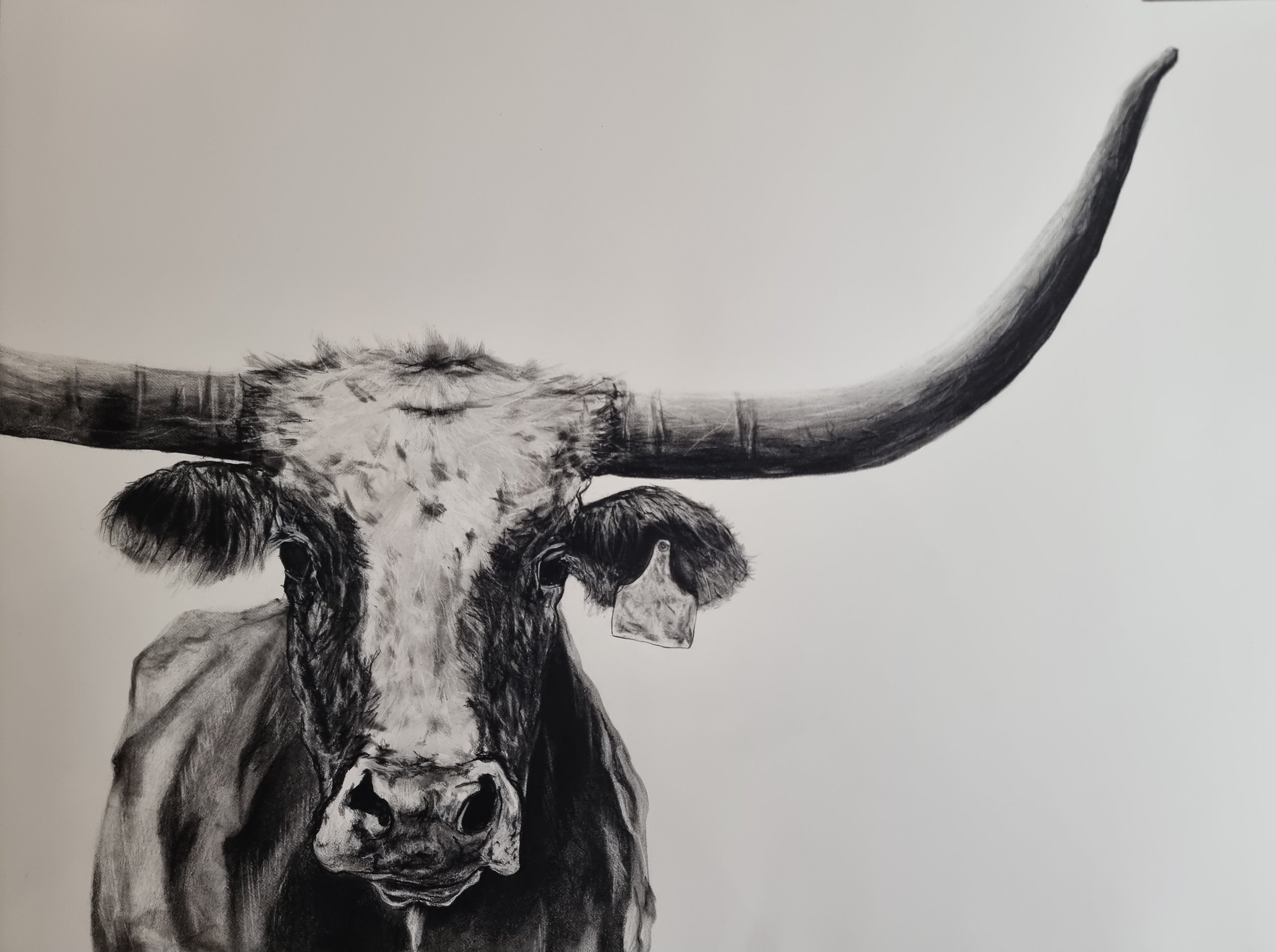 Black and white drawing of a cow's head with large horns, facing forward.