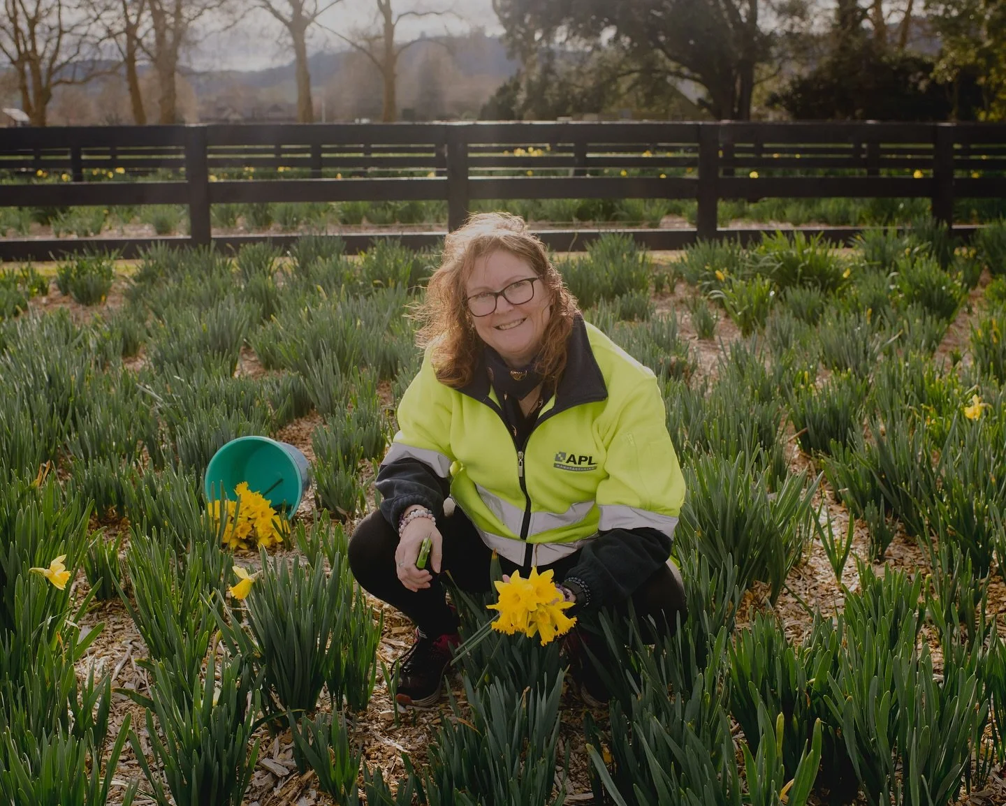 Daffodil Day with purpose ππΌ A team from APL Manufacturing (one of our core business units) headed out early to help local growers pick daffodils in support of  @cancersocietynewzealand, a great way to give back and support a cause that touches so