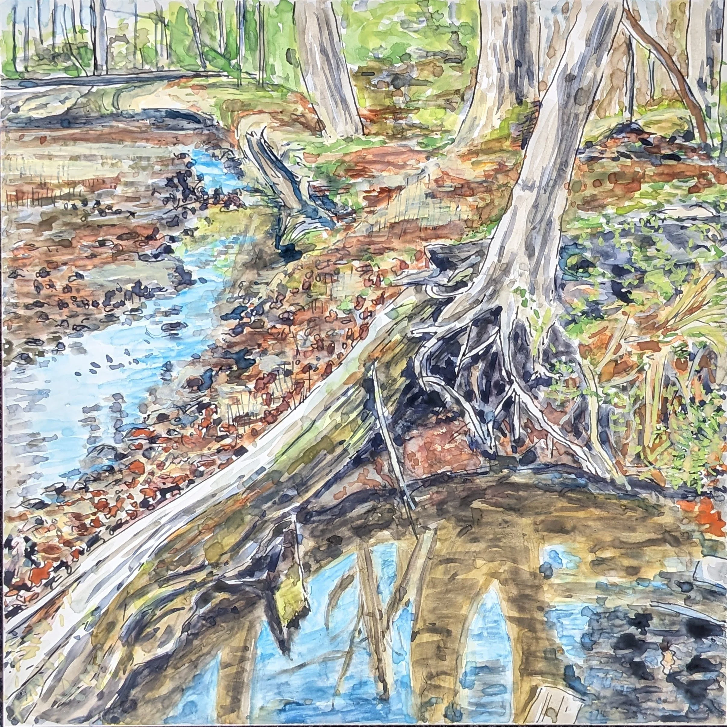 fallen tree on woods walk.jpg