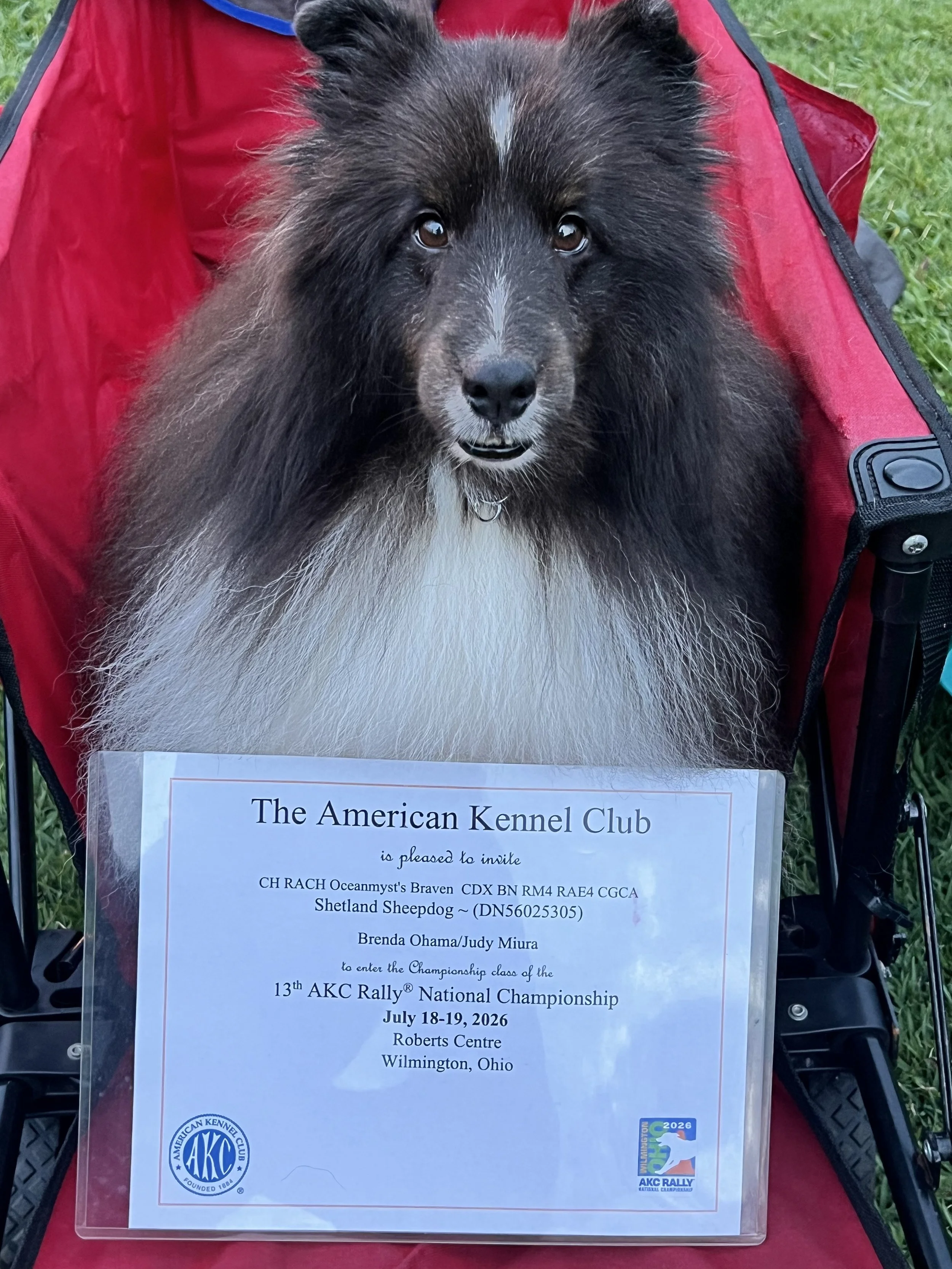 Braven 2026 AKC Rally National Championship Invite