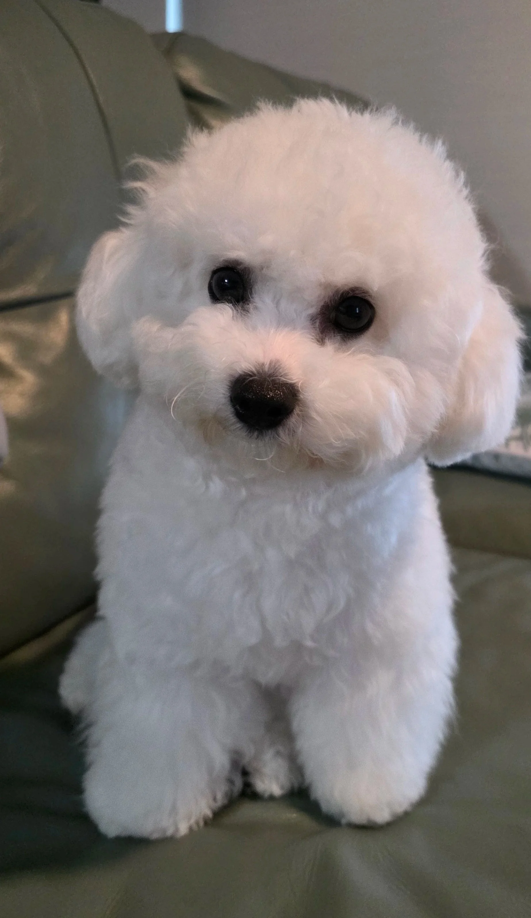 Bella