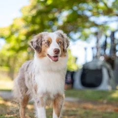 Harper