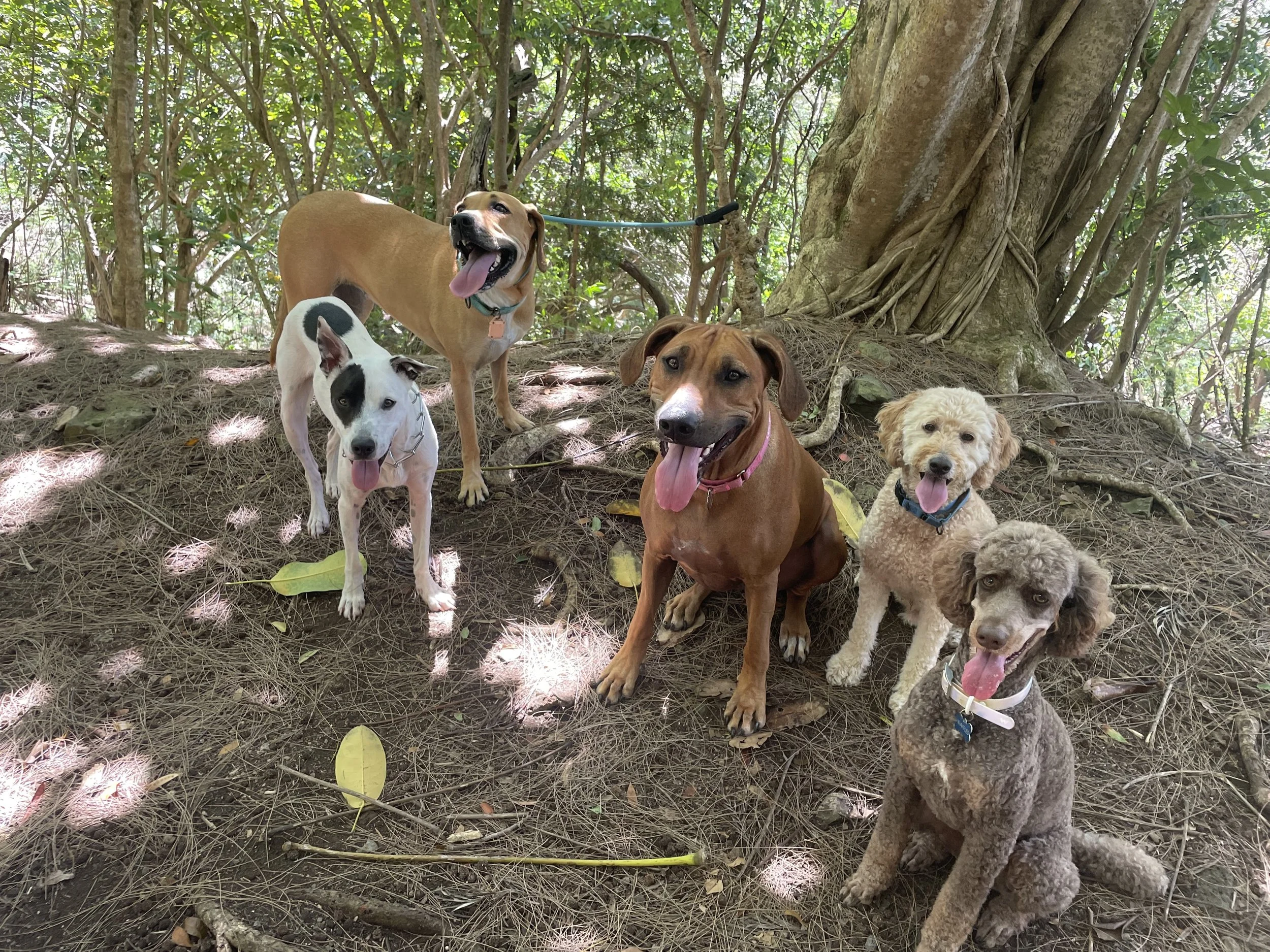 Koa & Friends