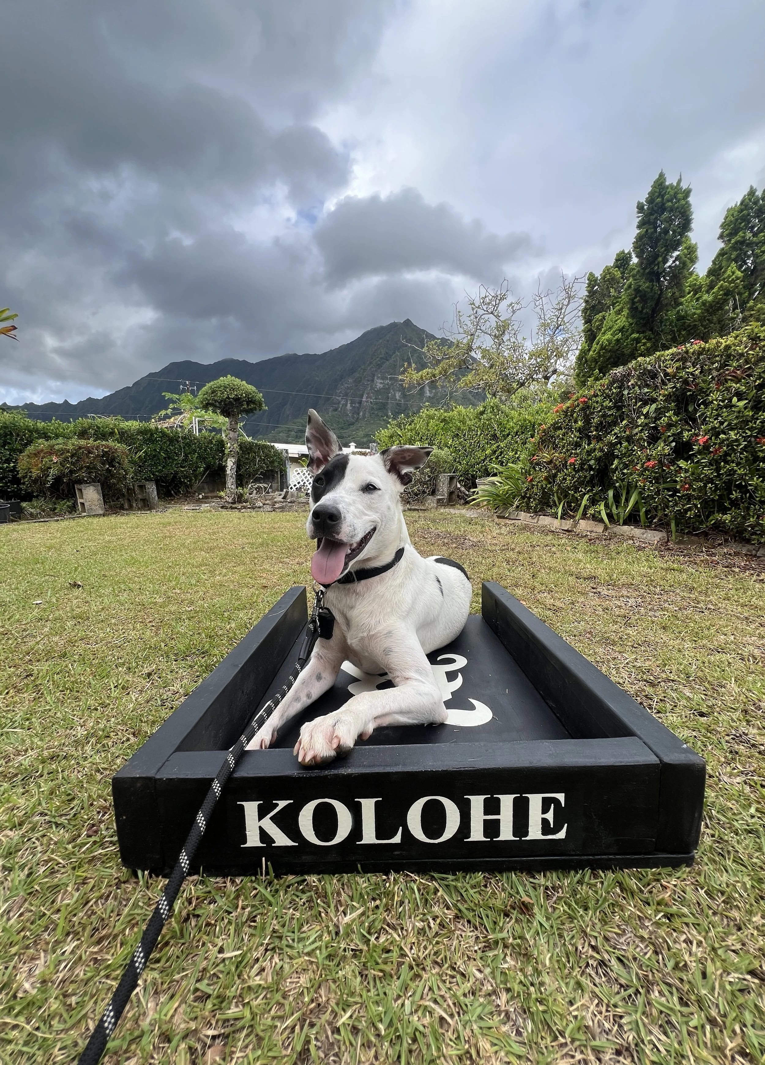 Koa