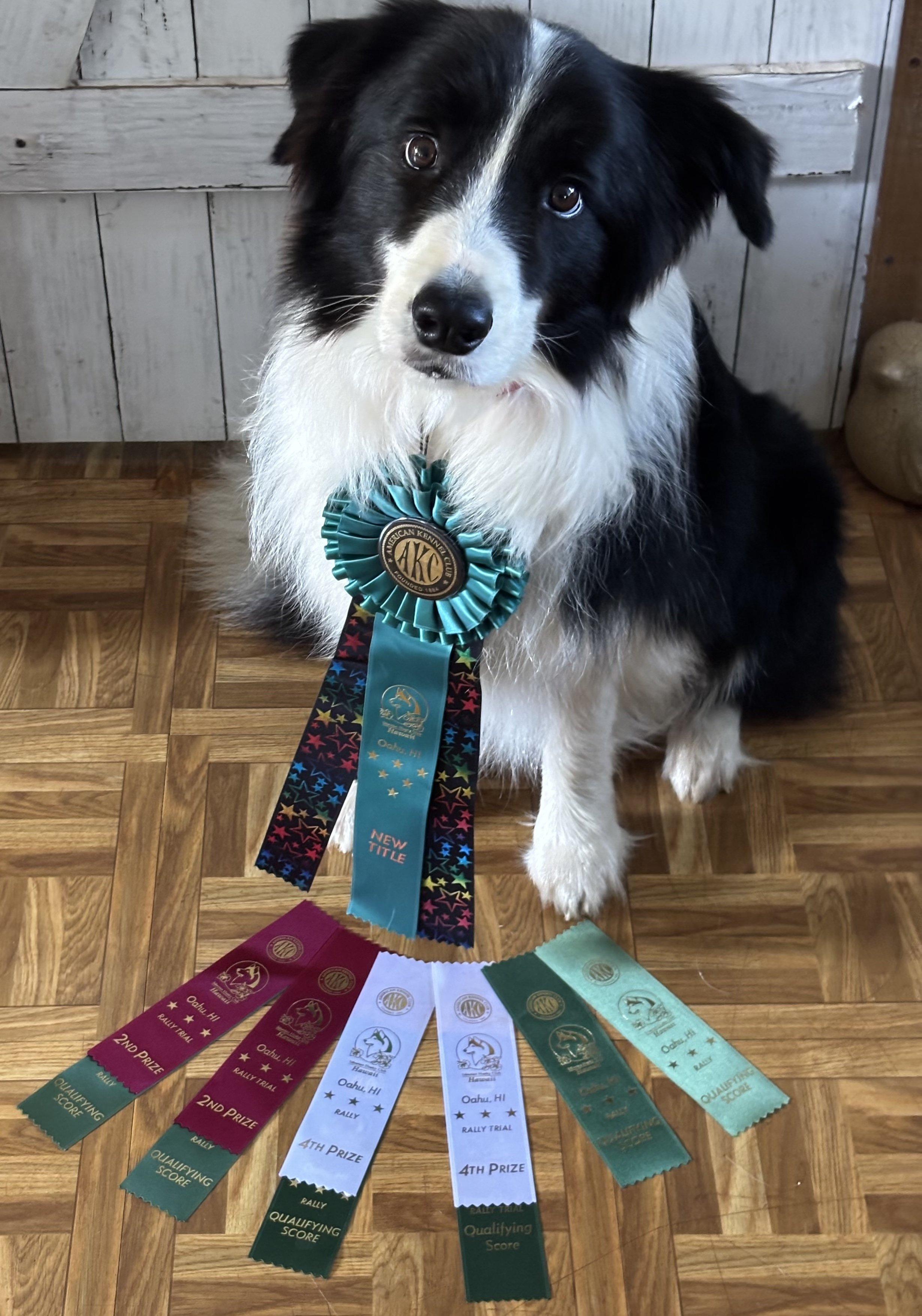 Sabe Siberian Husky Club of Hawaii Rally trial ribbons