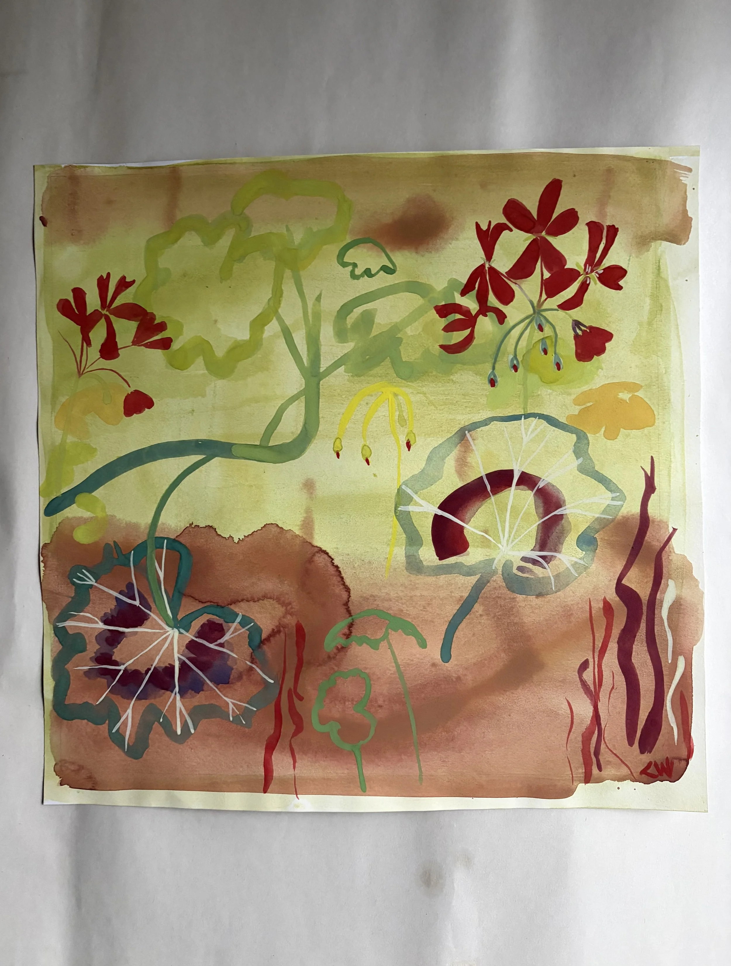 Pelargonium Dream