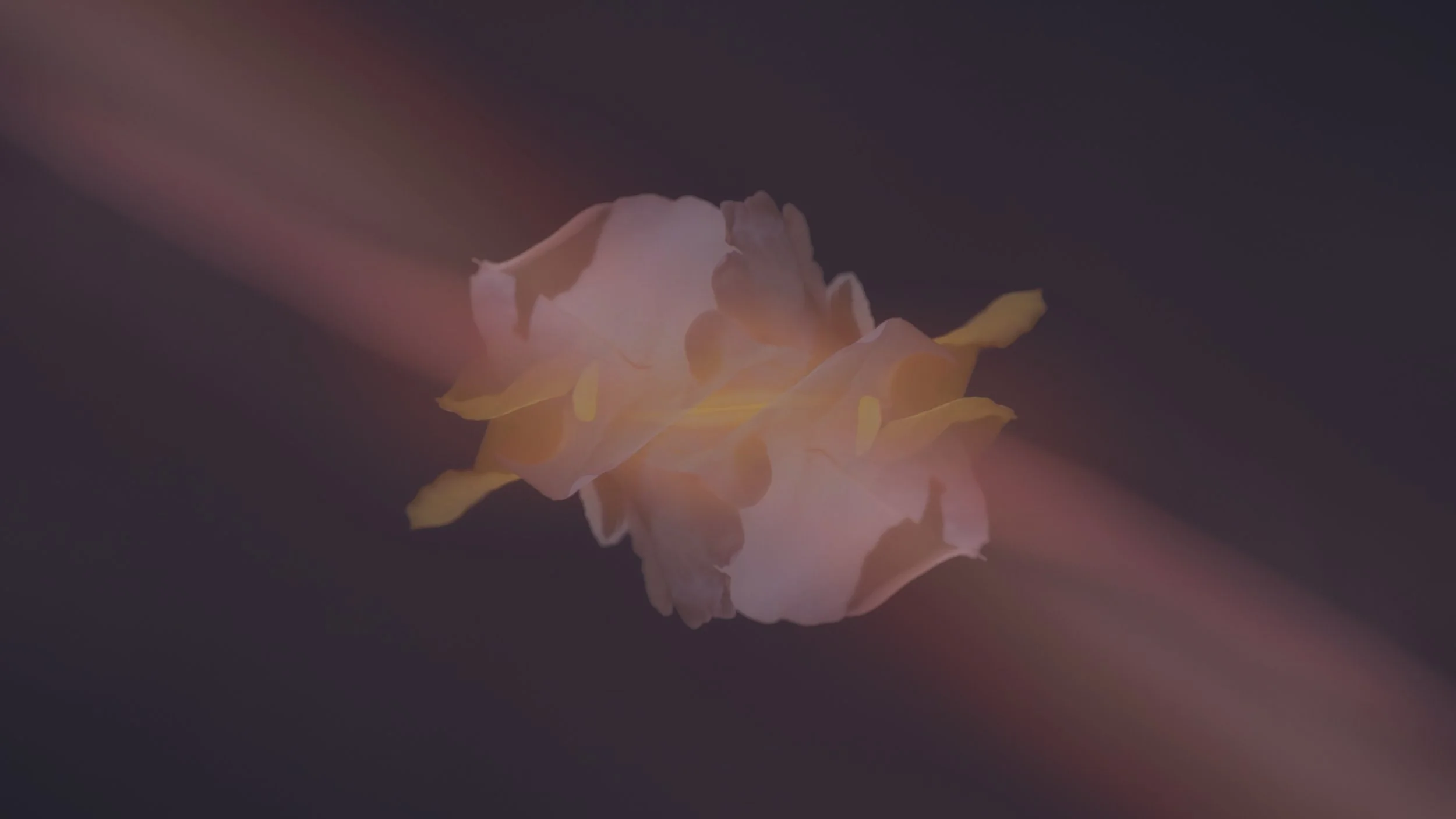 SVØBT Banner-8-CMYK.jpg