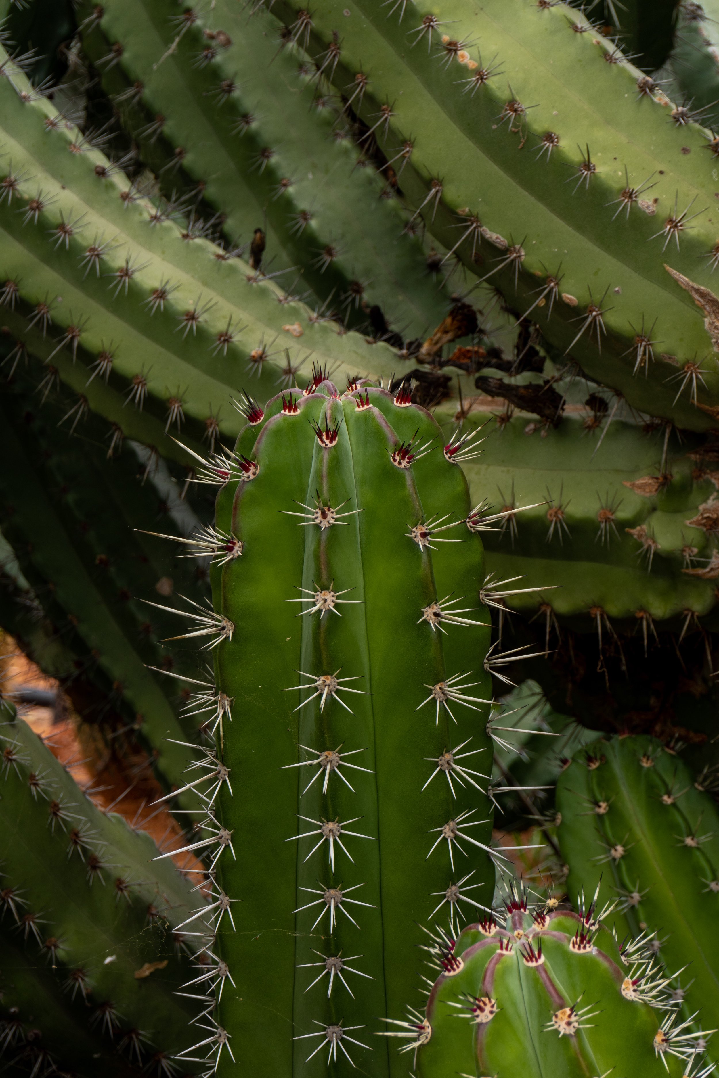 By The Cactuses-26.jpg