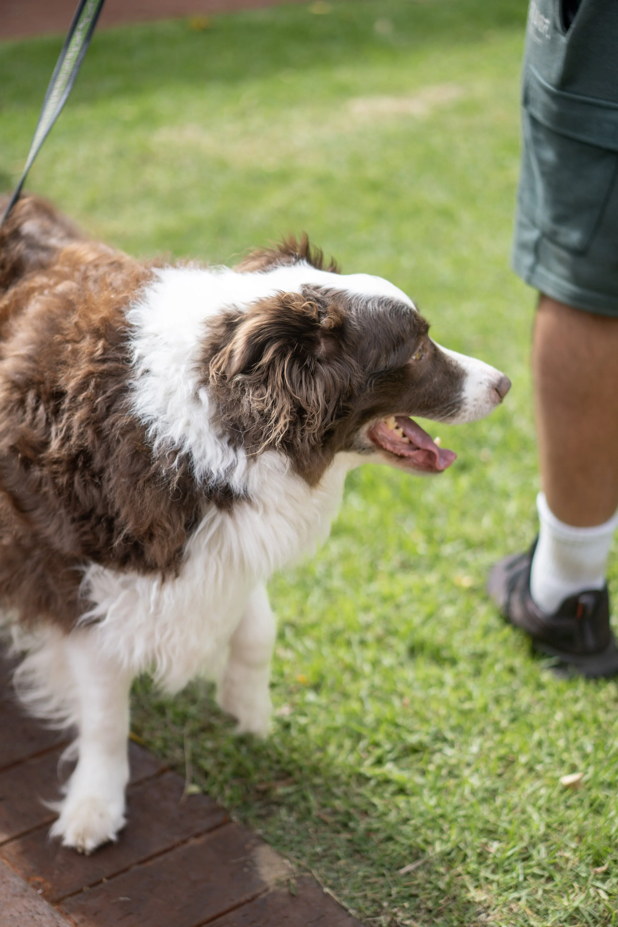 Big Dog Day Out-7.JPG
