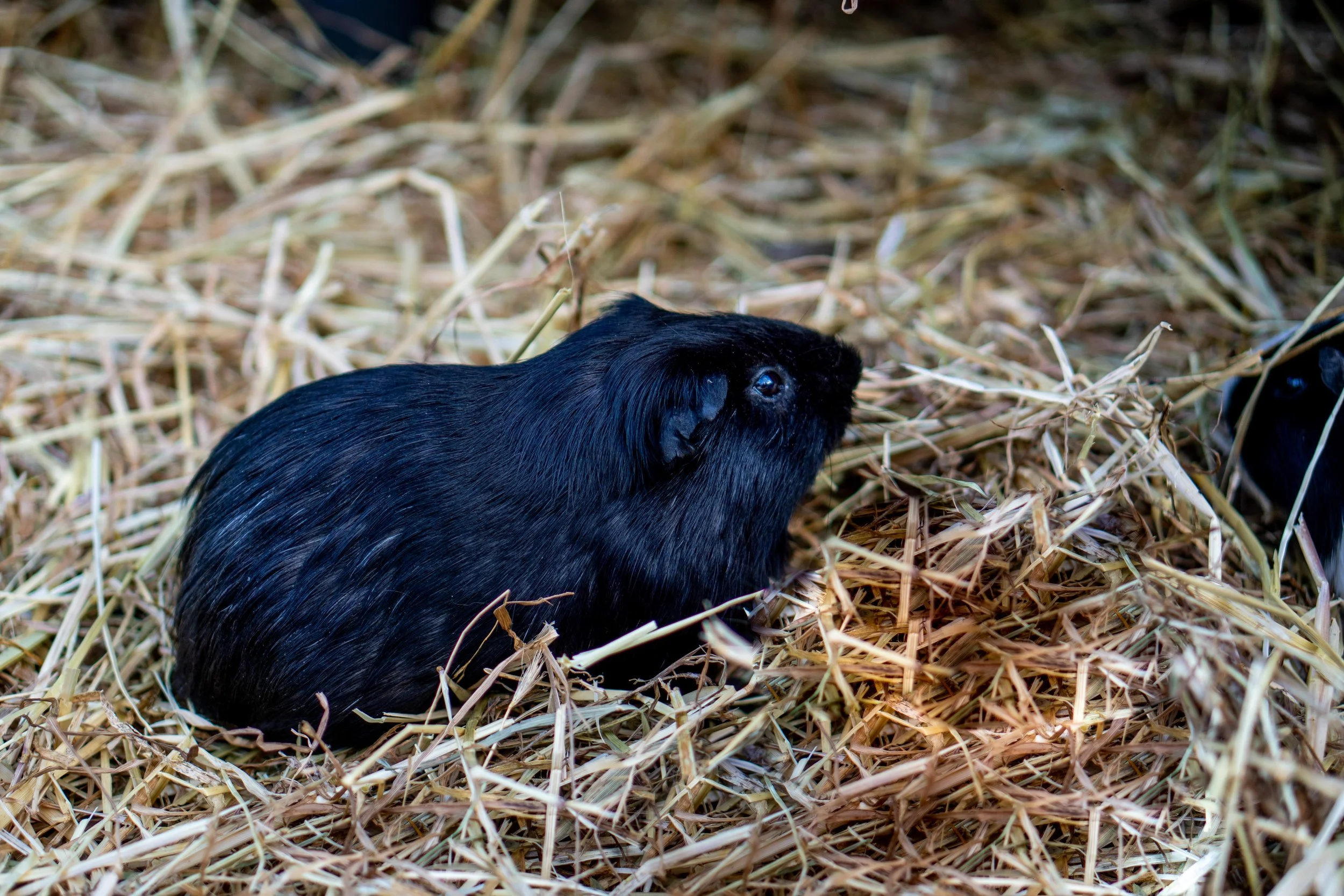 Big Valley Campsite 4 Zharelel-1.jpg