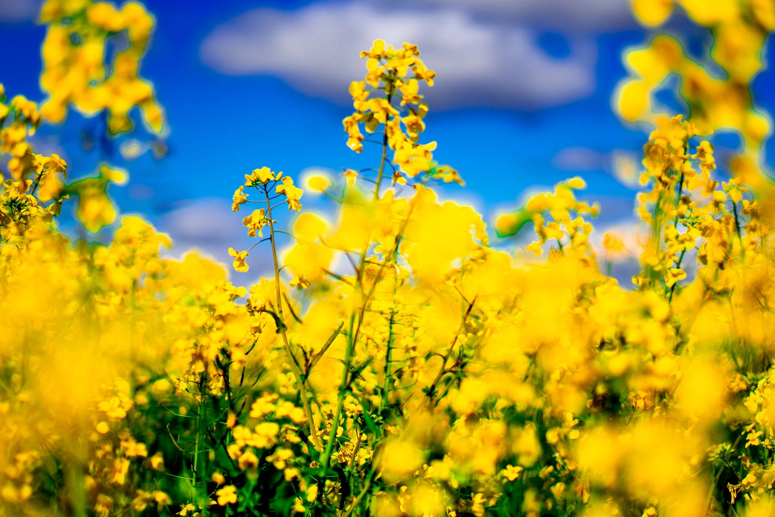 Road to Yellow Flowers-53.jpg
