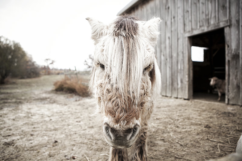 BB-alpaca.png