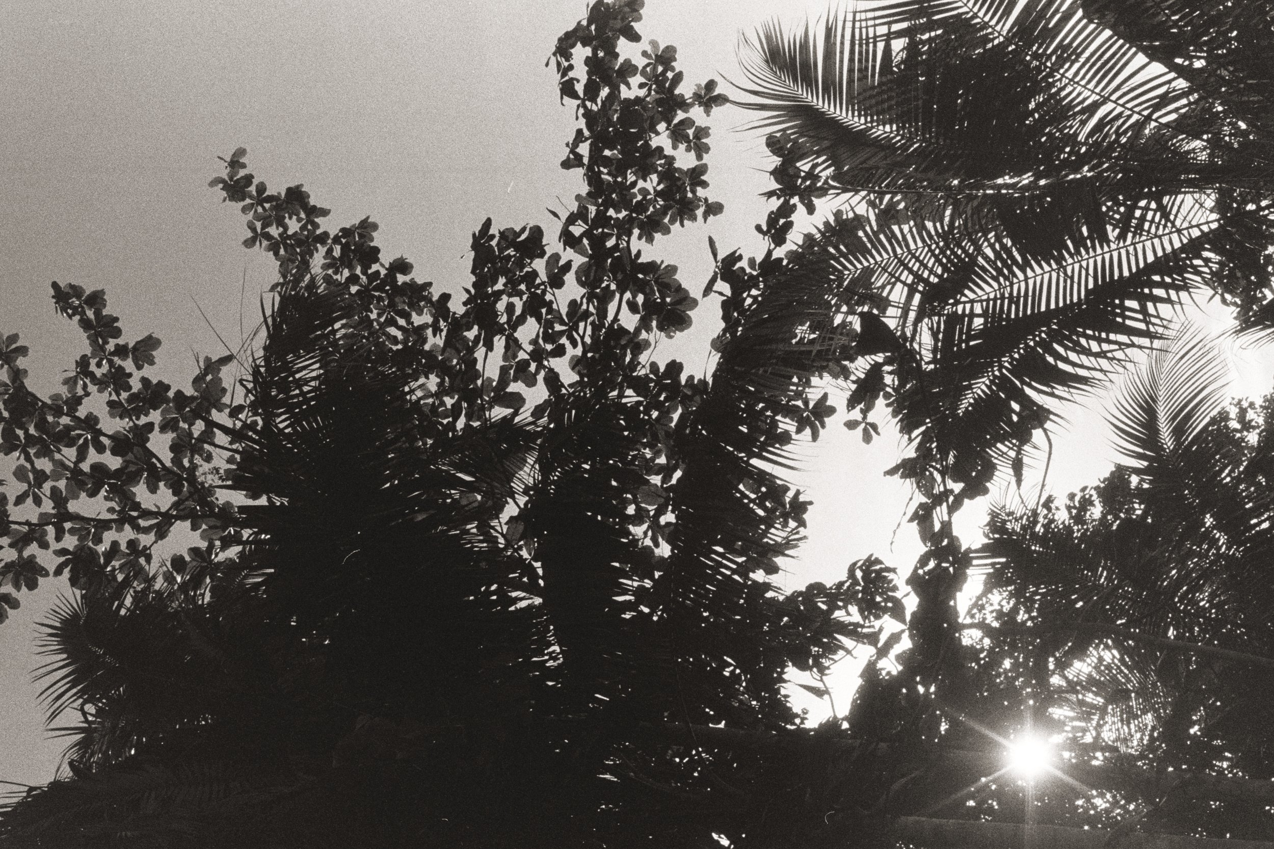 Light Shinning Through II