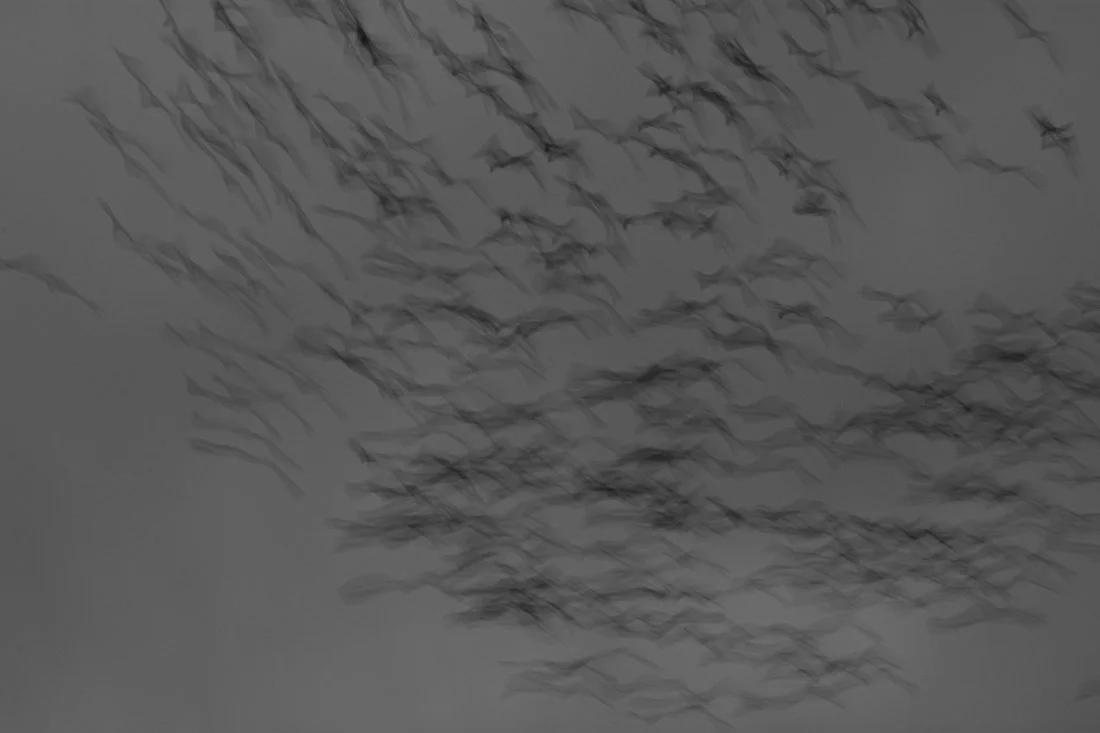 A Murder of Crows.jpg