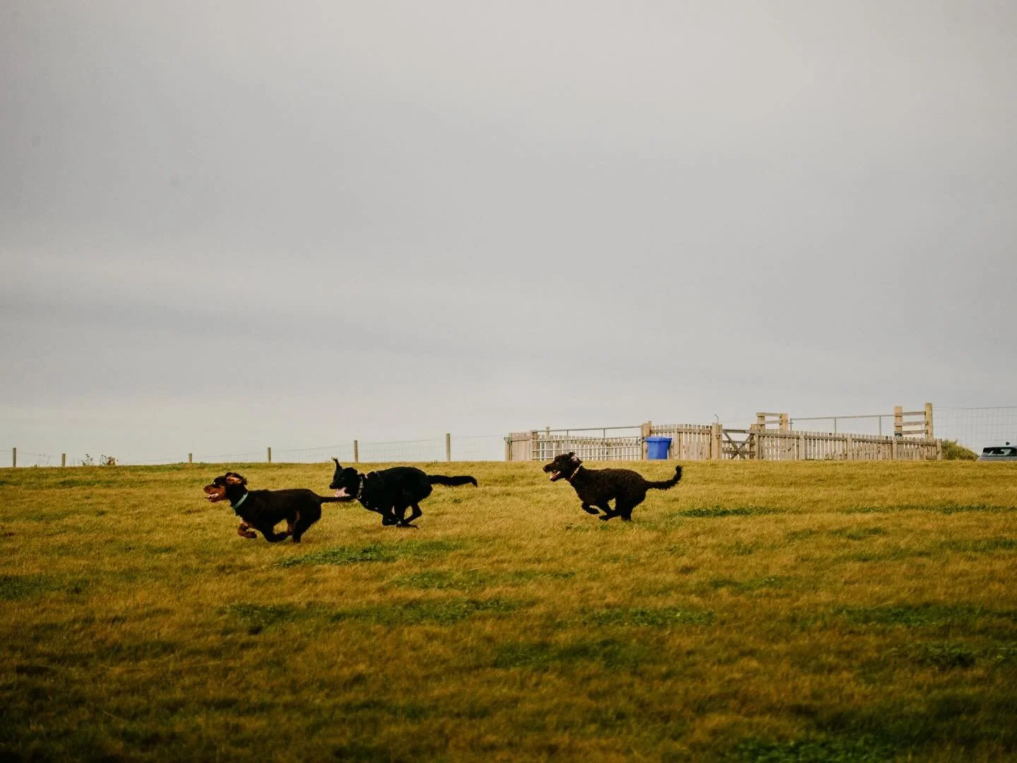 Where tails wag freely and paws run wild - the perfect off-lead adventure!

Some of the benefits of dogs running off lead&hellip;

Physical Exercise:
How it helps: Running freely allows dogs to sprint, jump, and explore, which strengthens muscles, im