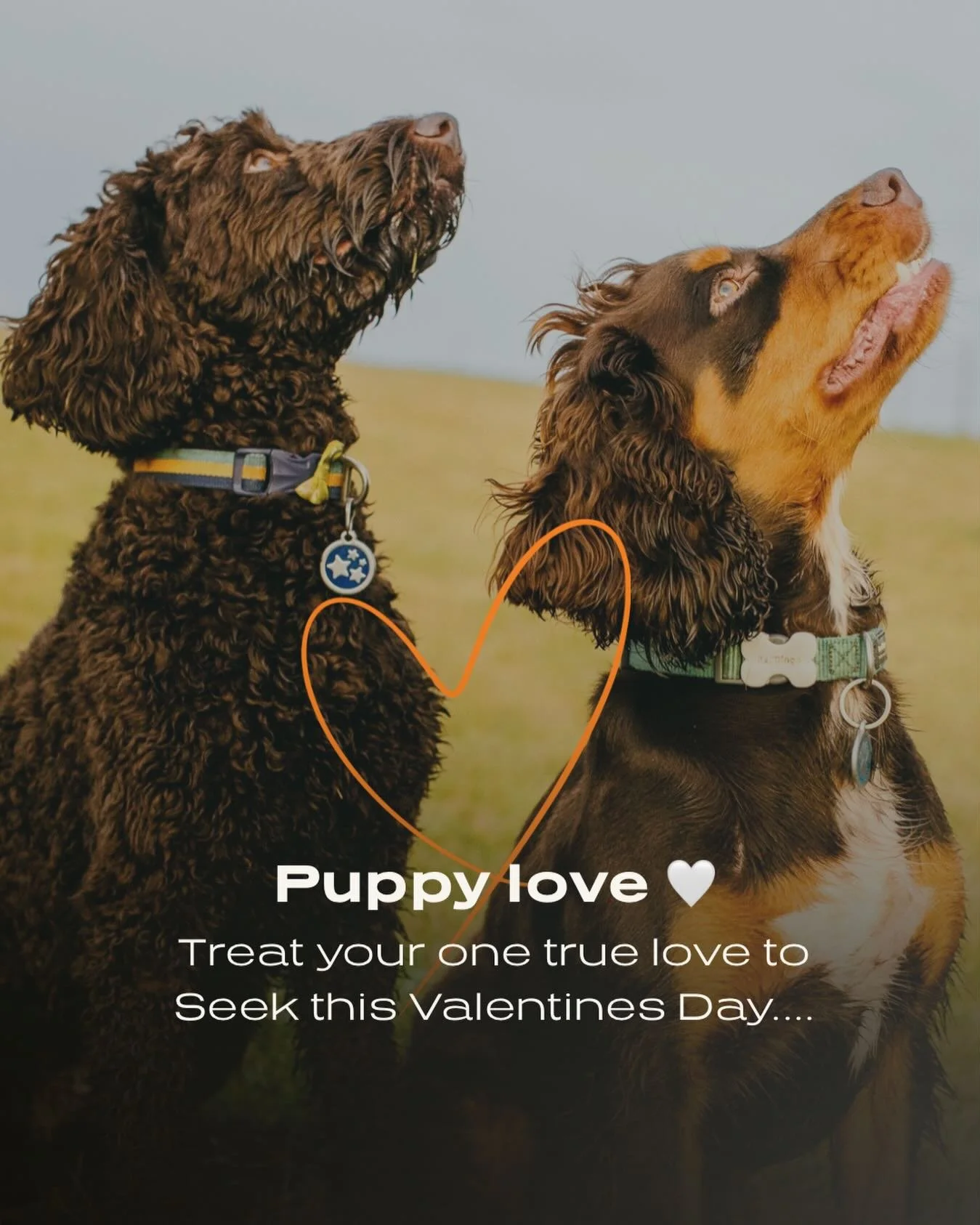 Puppy love is real! Treat your true love - your dog - to a visit at Seek Dog Park this Valentine&rsquo;s Day.

#NorthBerwickDogs #EastLothianDogs #PuppyLove