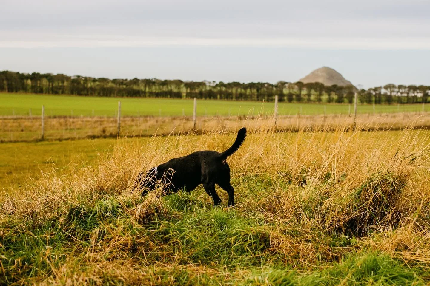 Seek dog park has lots of hilly grassy areas which creates the perfect sniff spots for dogs.
Book your slot today.
&mdash;&mdash;&mdash;&mdash;&mdash;&mdash;&mdash;&mdash;&mdash;&mdash;&mdash;&mdash;-
We are Seek Dog Park 🐕
A fully secure, private s
