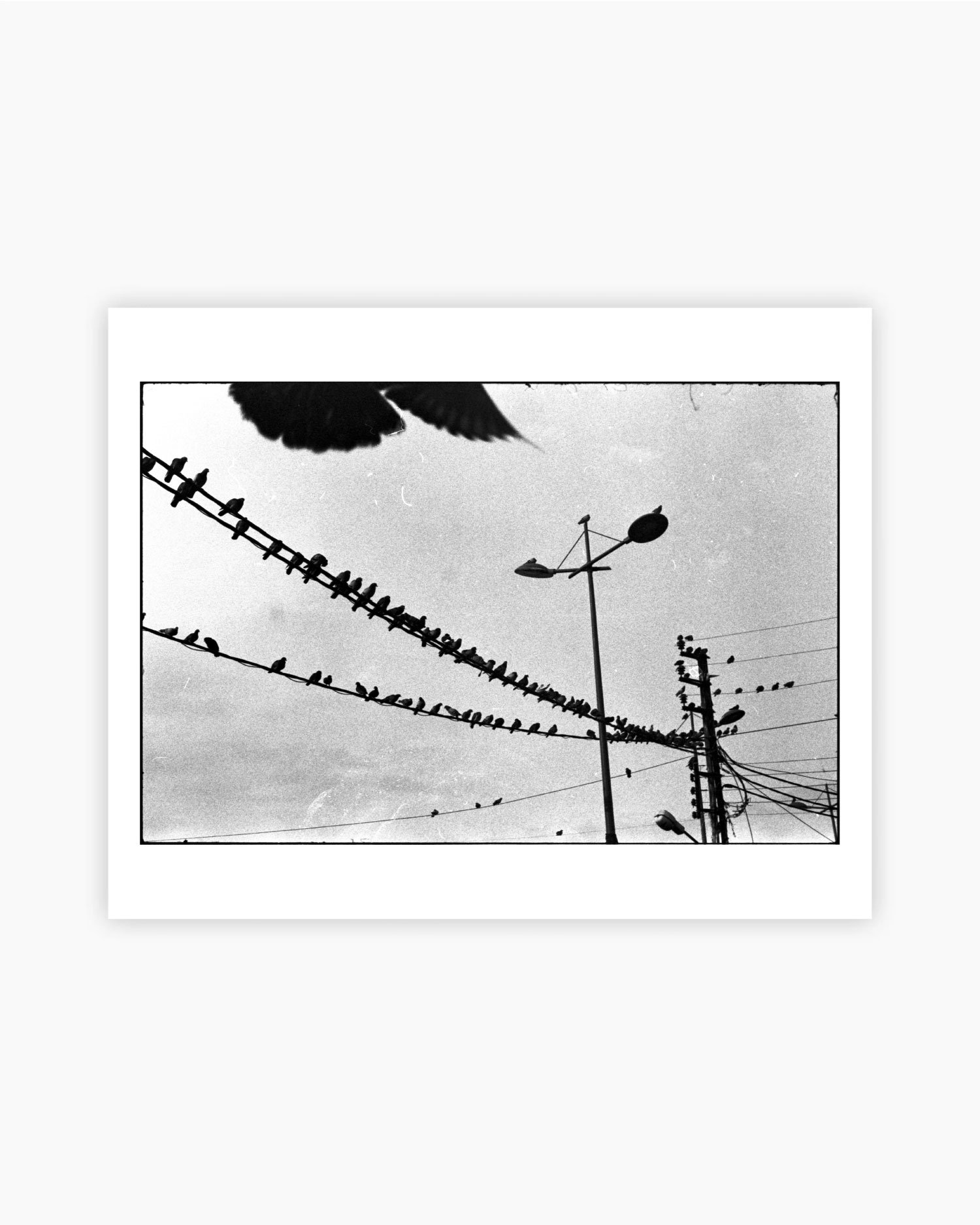 Southern Birds