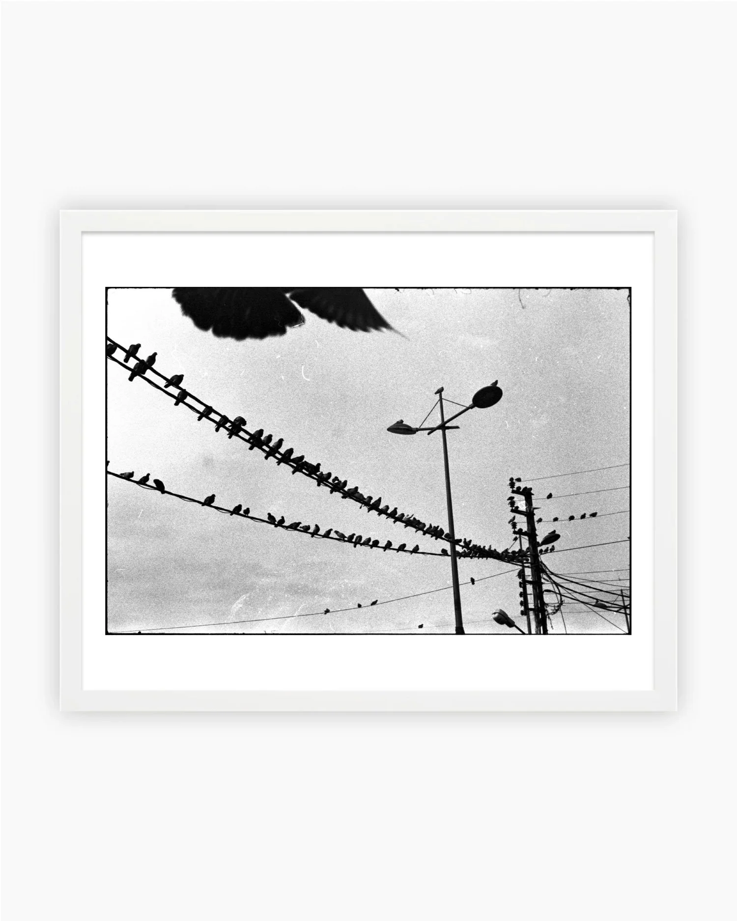 Southern-BirdsWHITE.jpg