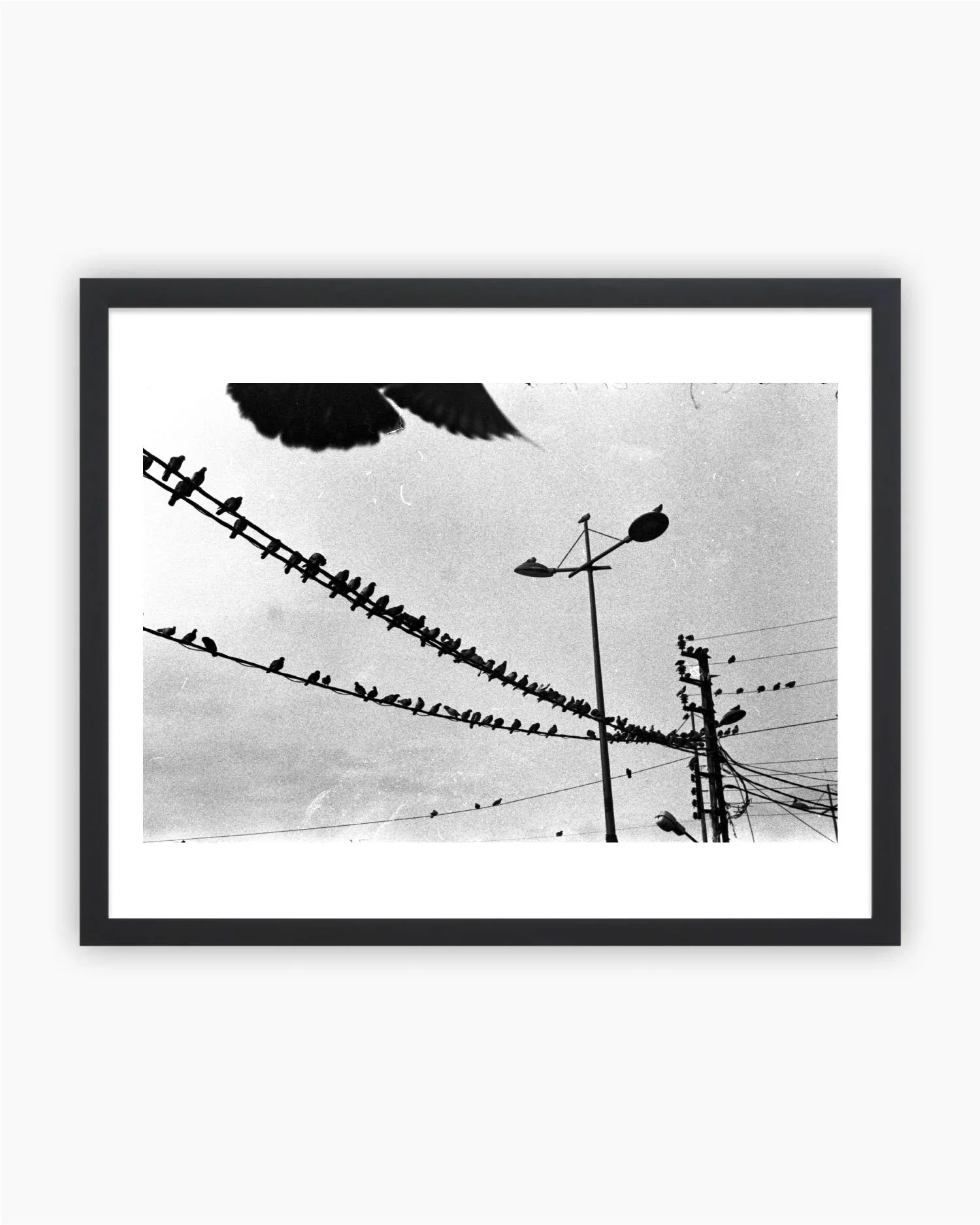 Southern-Birds.jpg