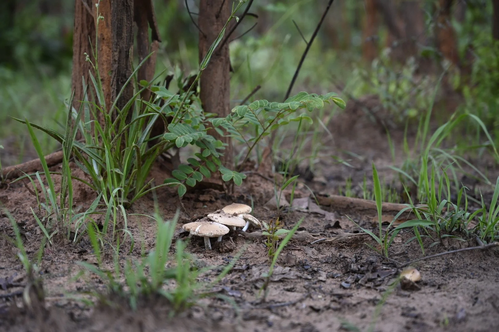 Tente Mushrooms Ltd.