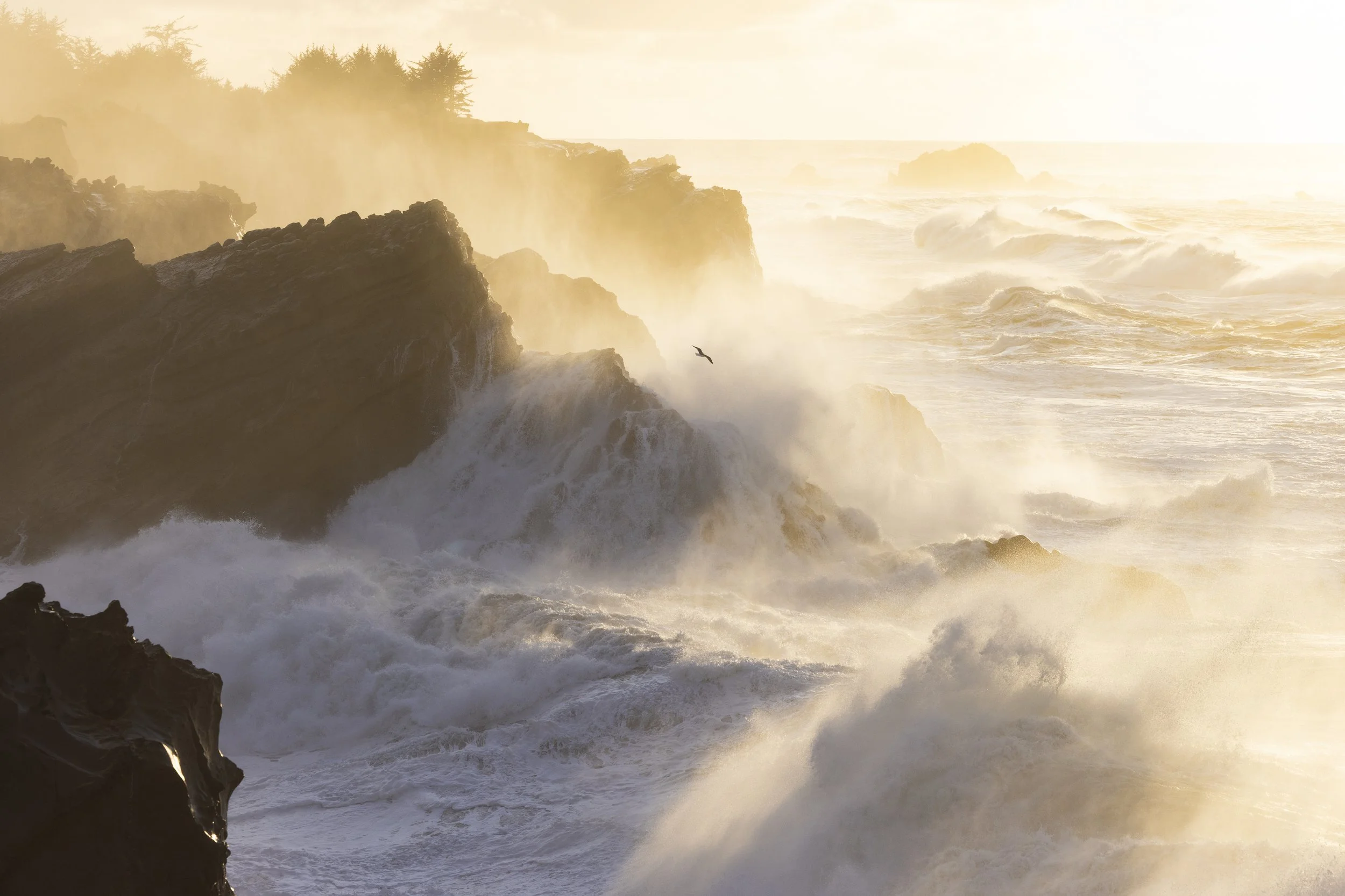 A brave seagull navigates its way among the crashing waves of the Oregon coast during golden hour.