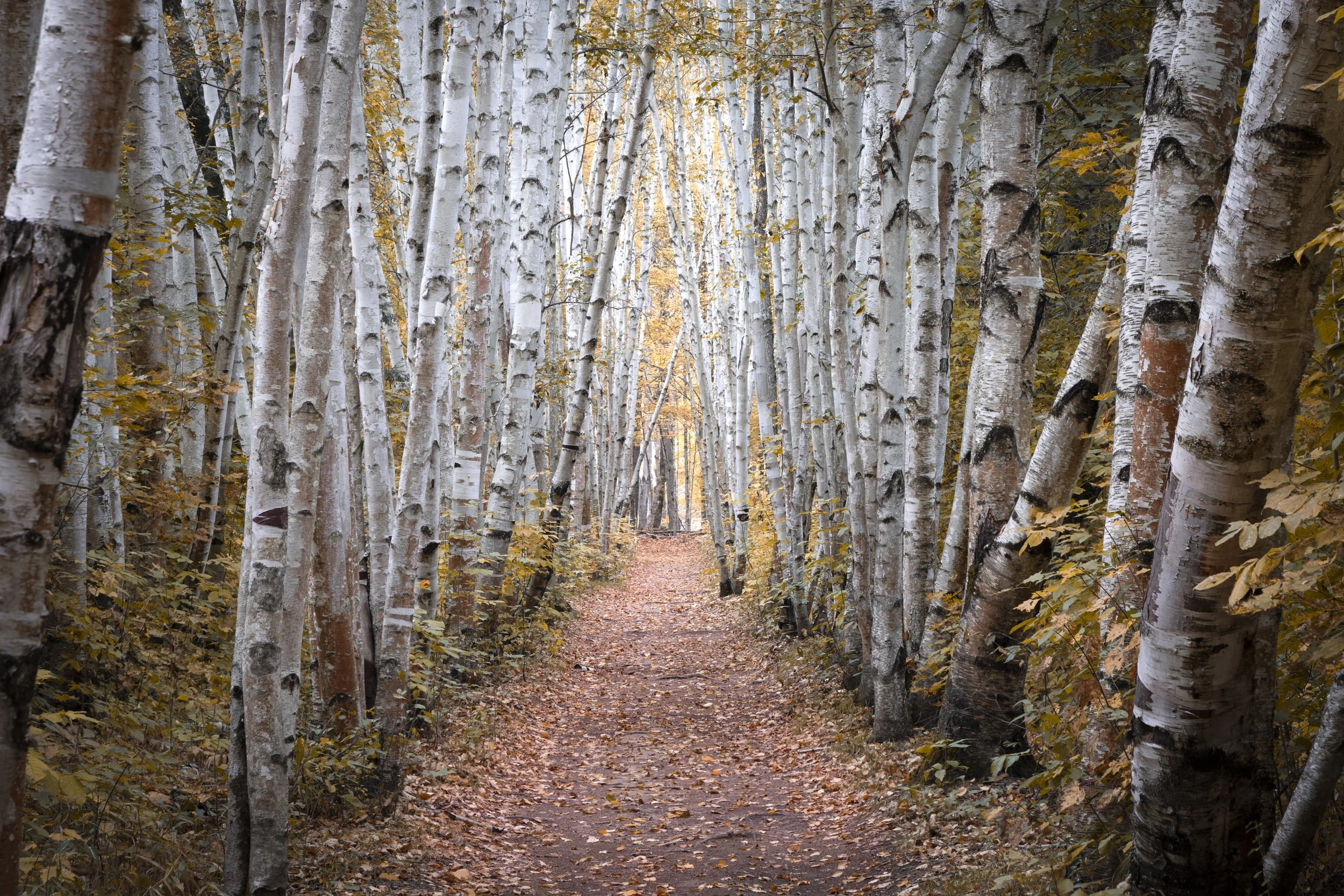 Early fall among a birch tree path in northern New Hampshire.