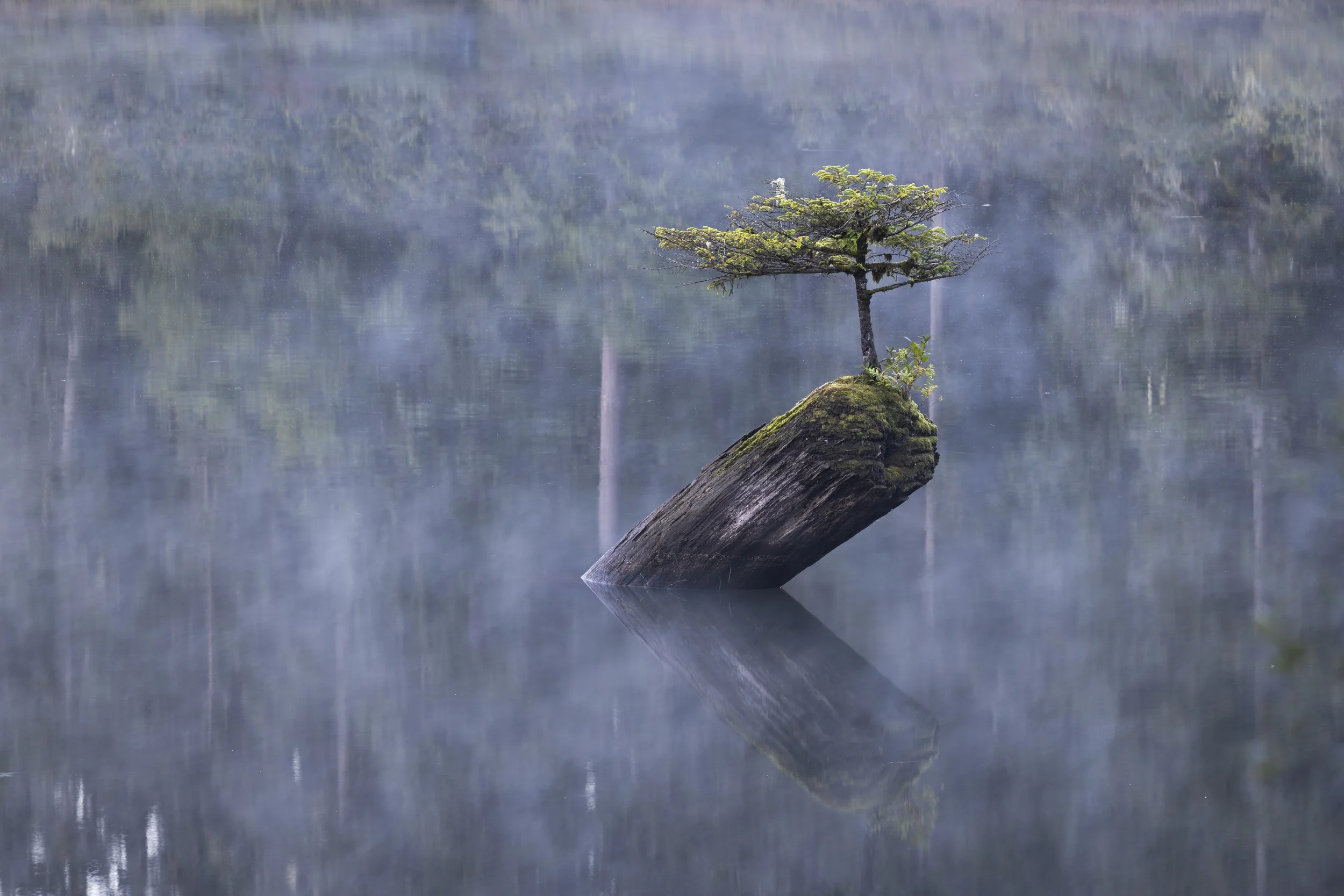 A lone bonsai tree sprouts a top a submerged log on Vancouver Island, British Columbia